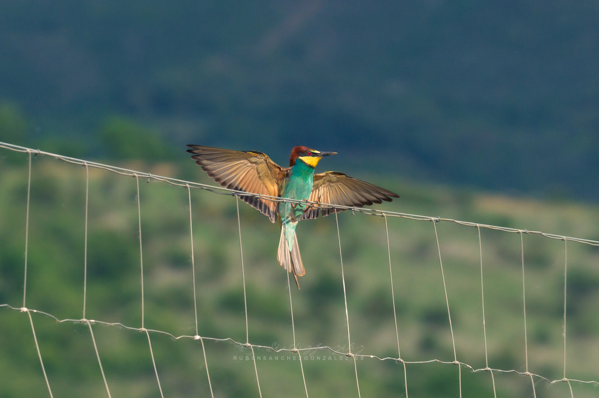Abejaruco o Merops apiaster - Aves