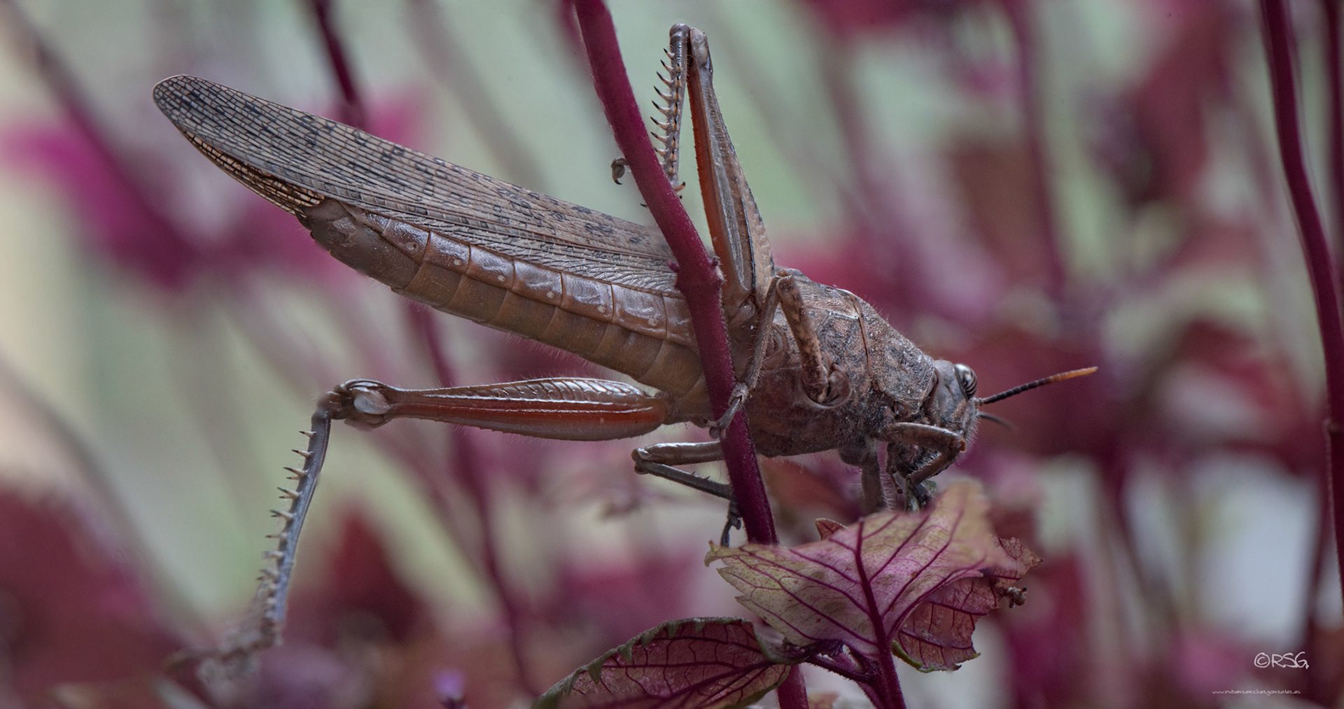 Langosta o Anacridium aegtptium  - Macro.
