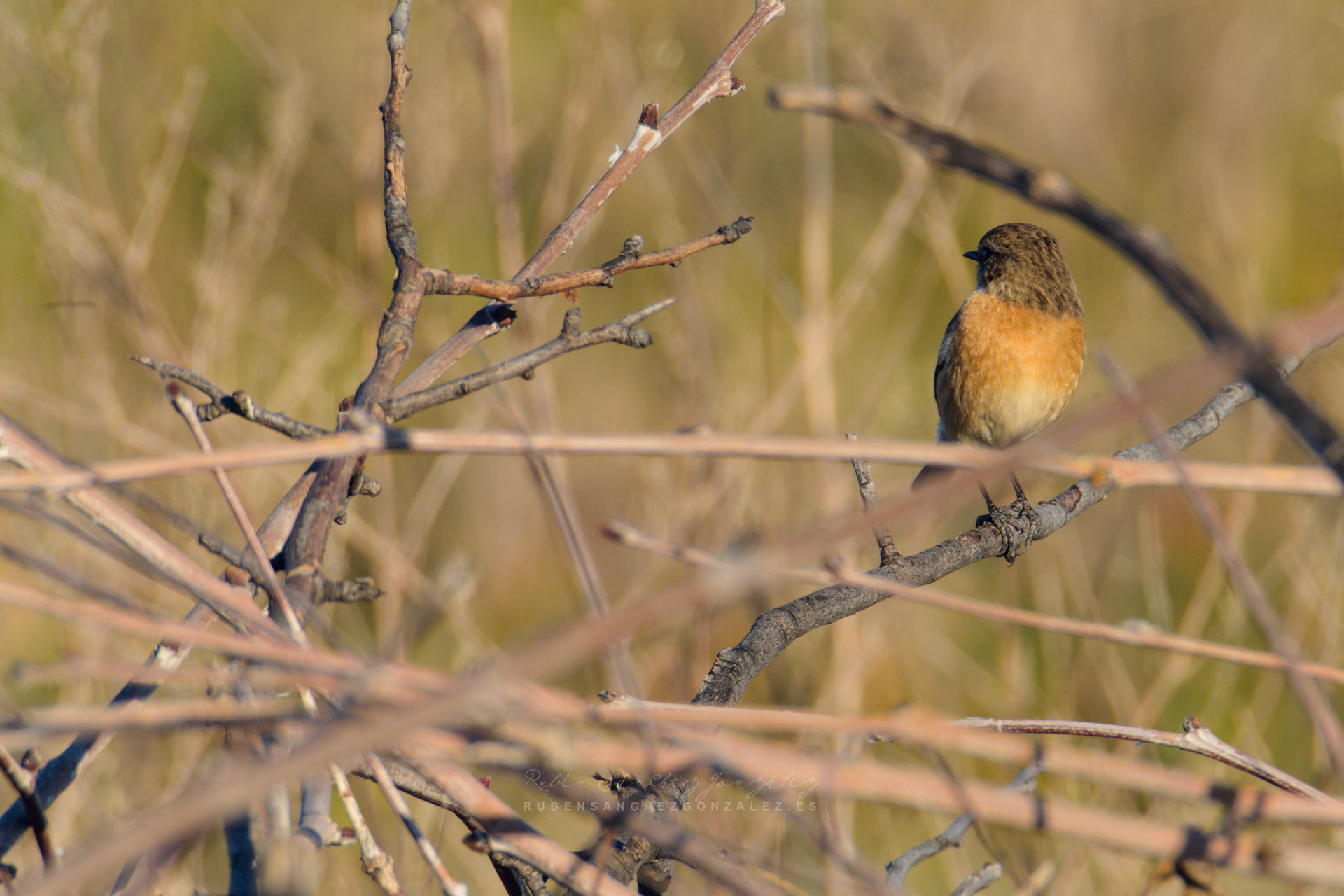 Tarabilla común o Saxicola rubicola - Aves