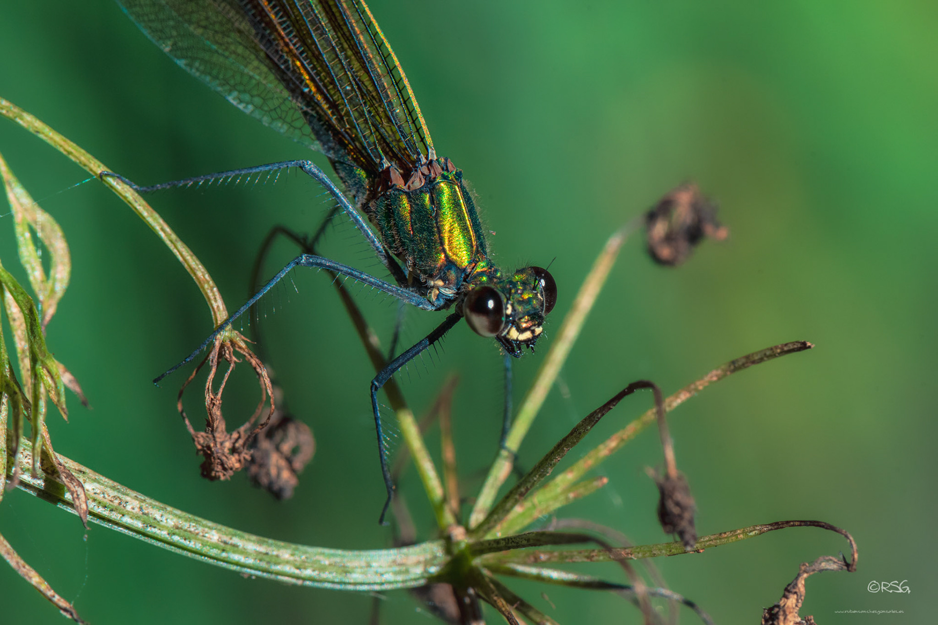 Libélula - Dragonfly - Macro