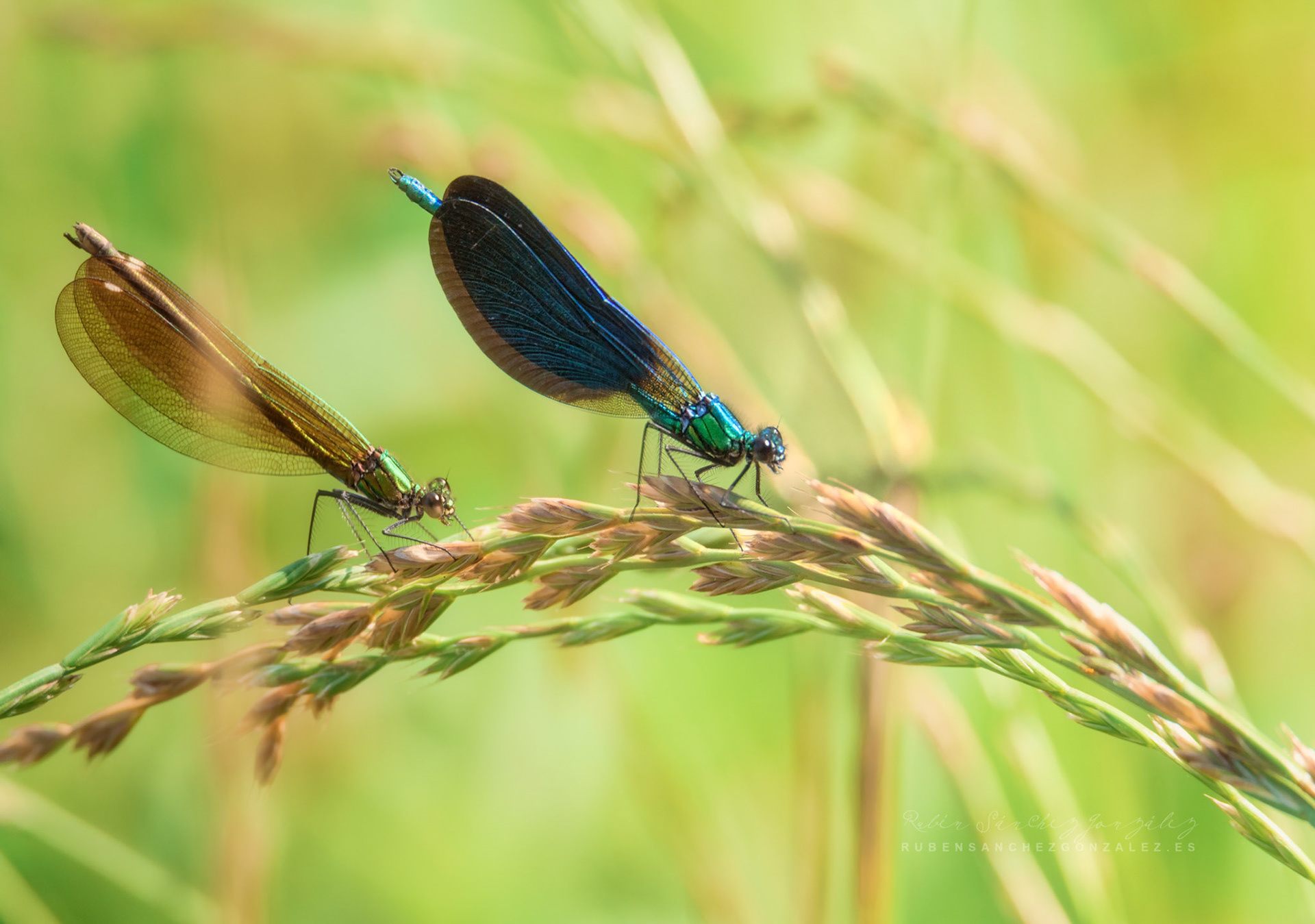Libélula o Anisoptera - Macro