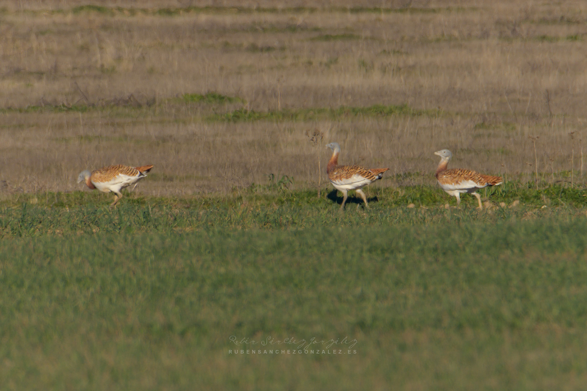 Avutarda o Otis tarda - Aves