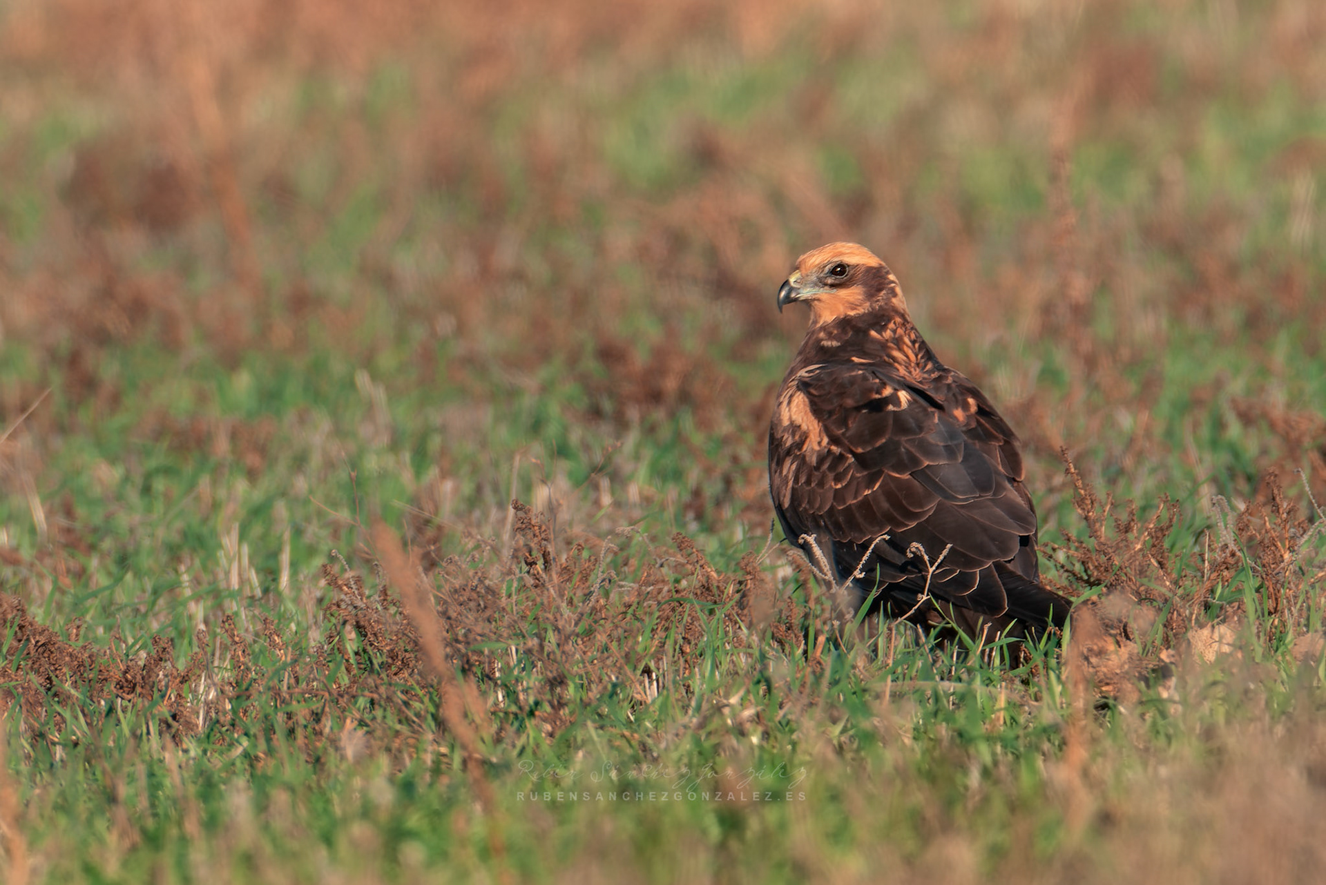 Aguilucho lagunero o Circus aeruginosus- Aves