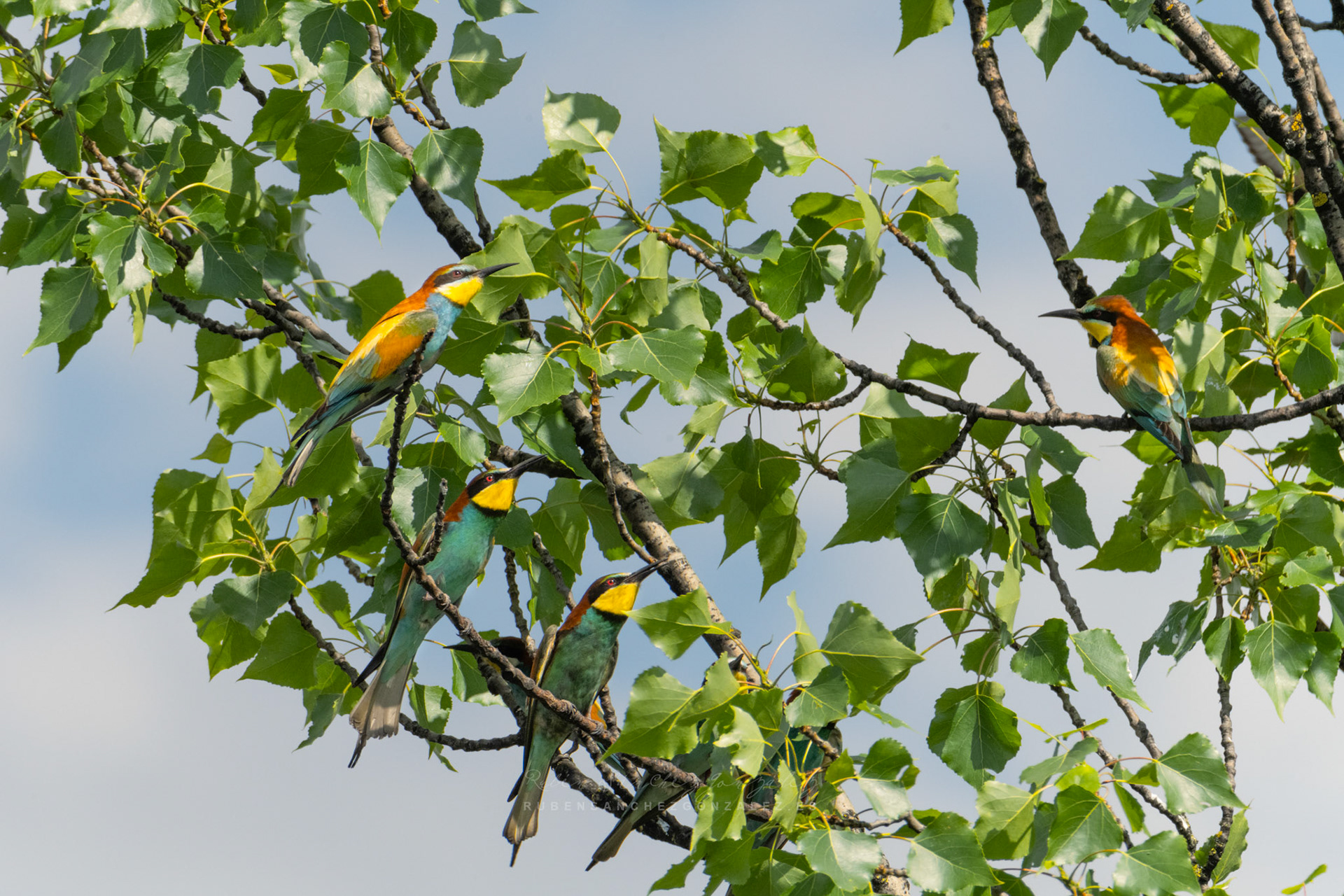 Abejaruco o Merops apiaster - Aves
