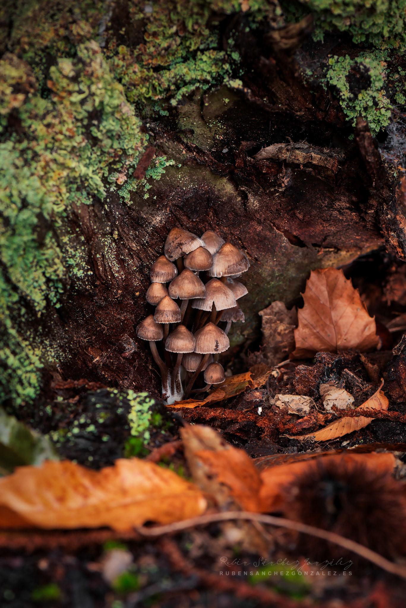 Mycena Purpureofusca - Setas