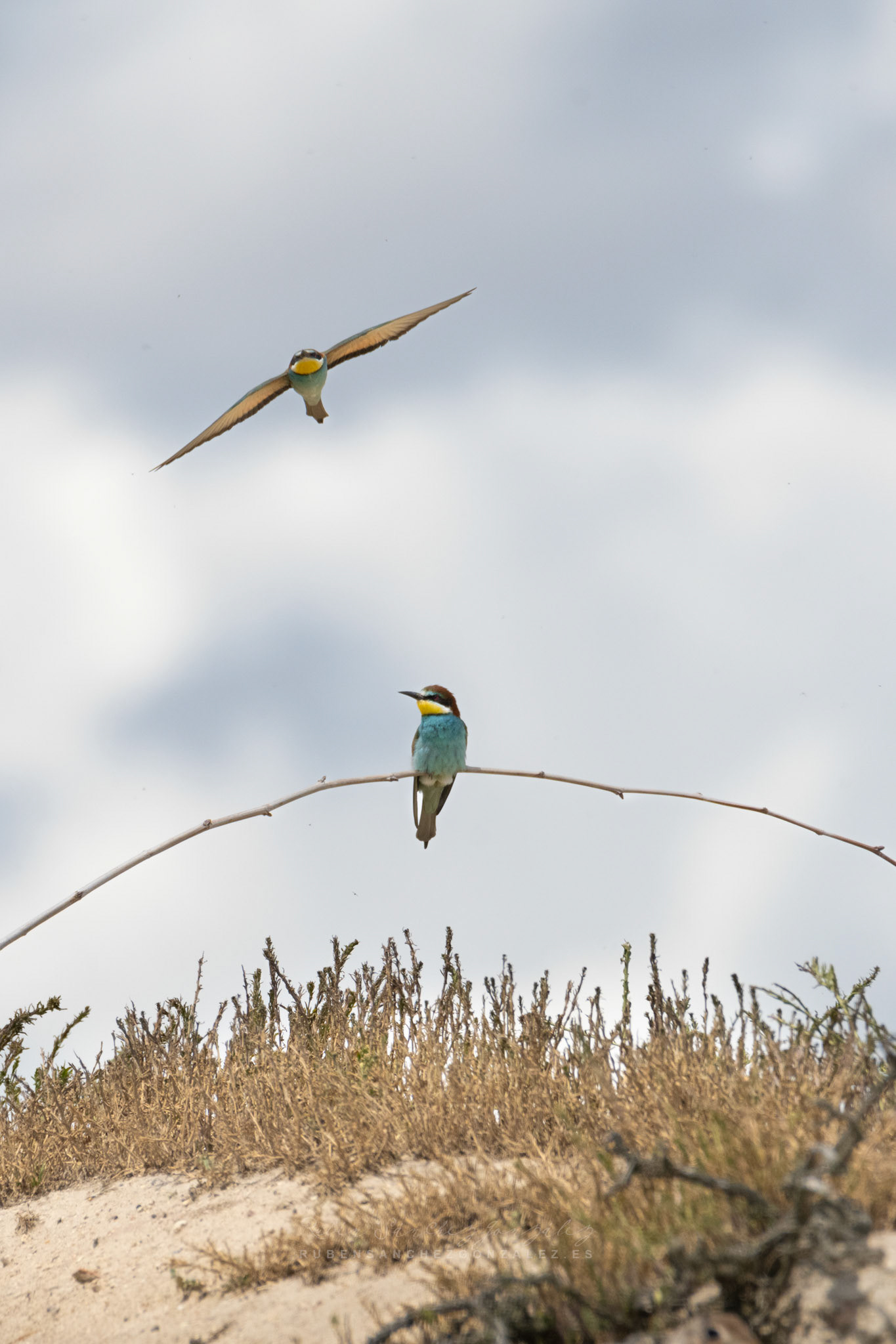 Abejaruco o Merops apiaster - Aves