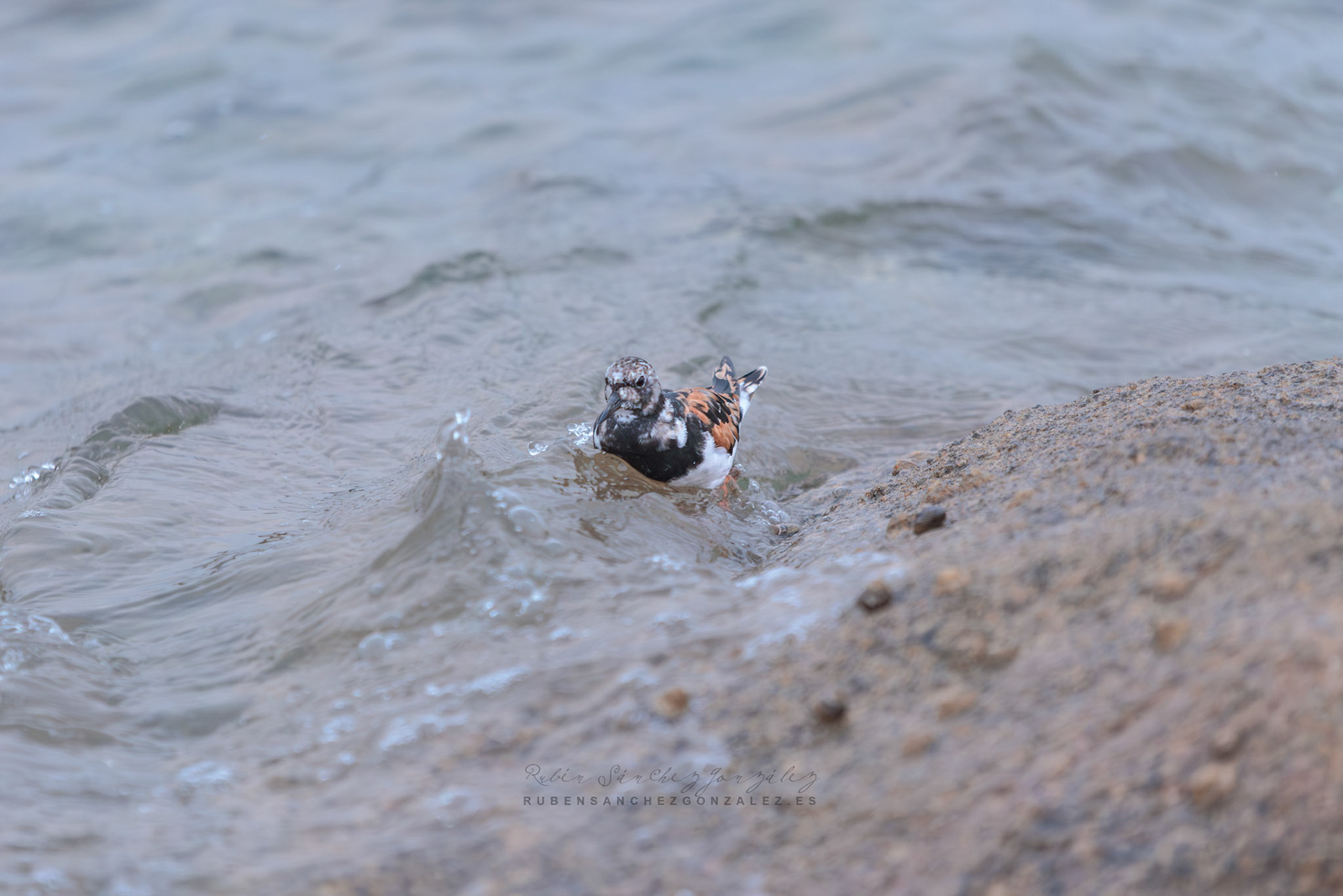 Vuelvepiedras común o Arenaria intrepres - Aves