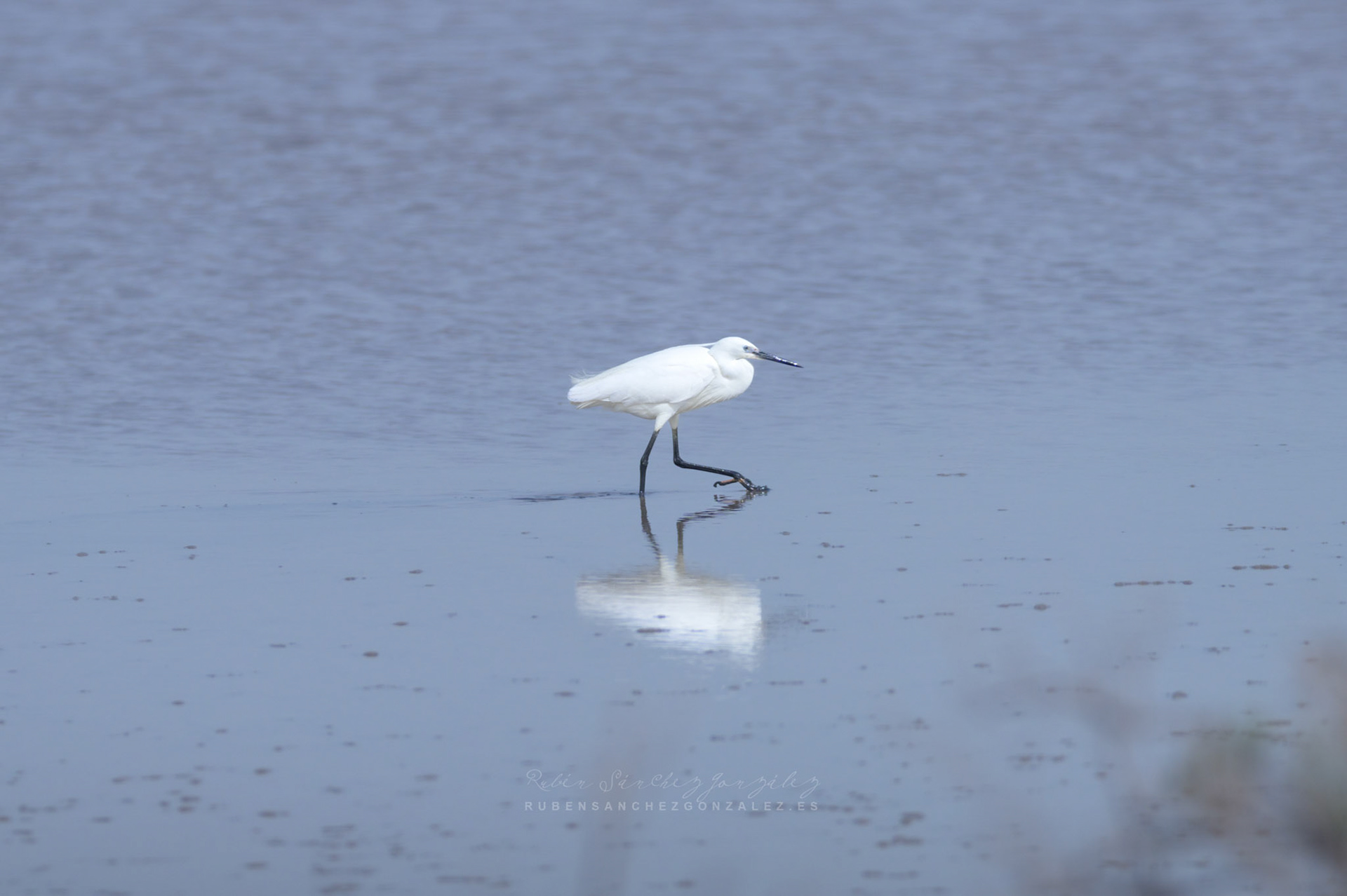 Garceta común o Egretta garzetta - Aves