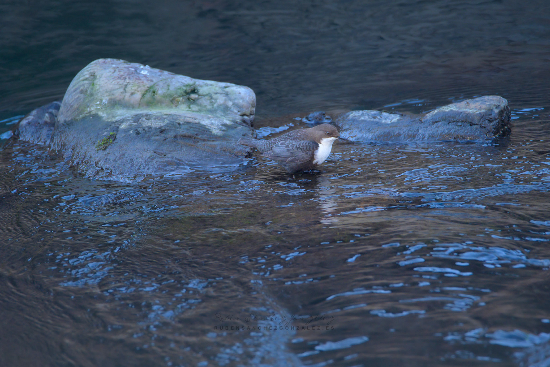 Mirlo acuático - Cinclus cinclus - Aves