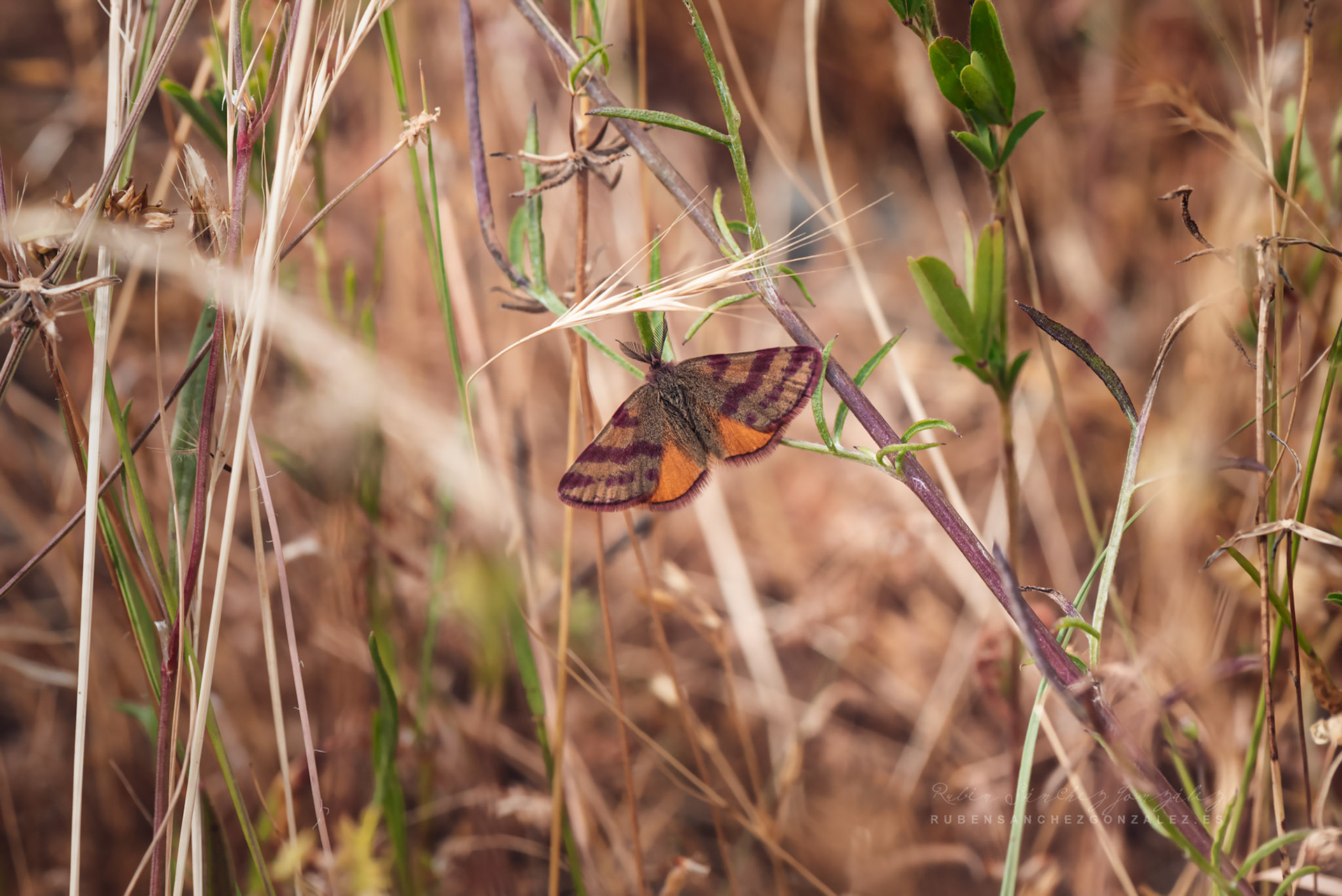Lythria purpuraria - Macro