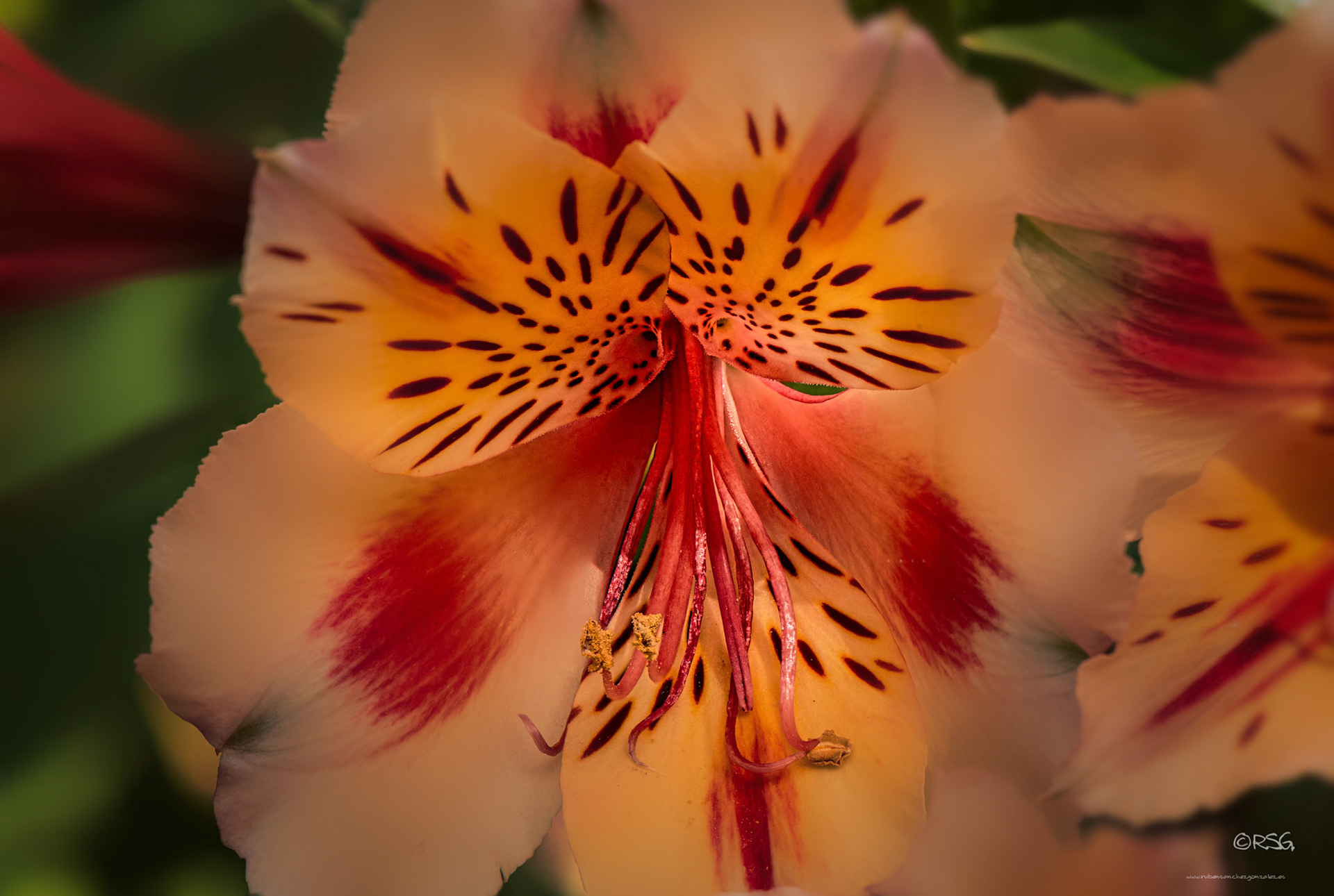 Alstroemeria - Lirio de Campo - Macro