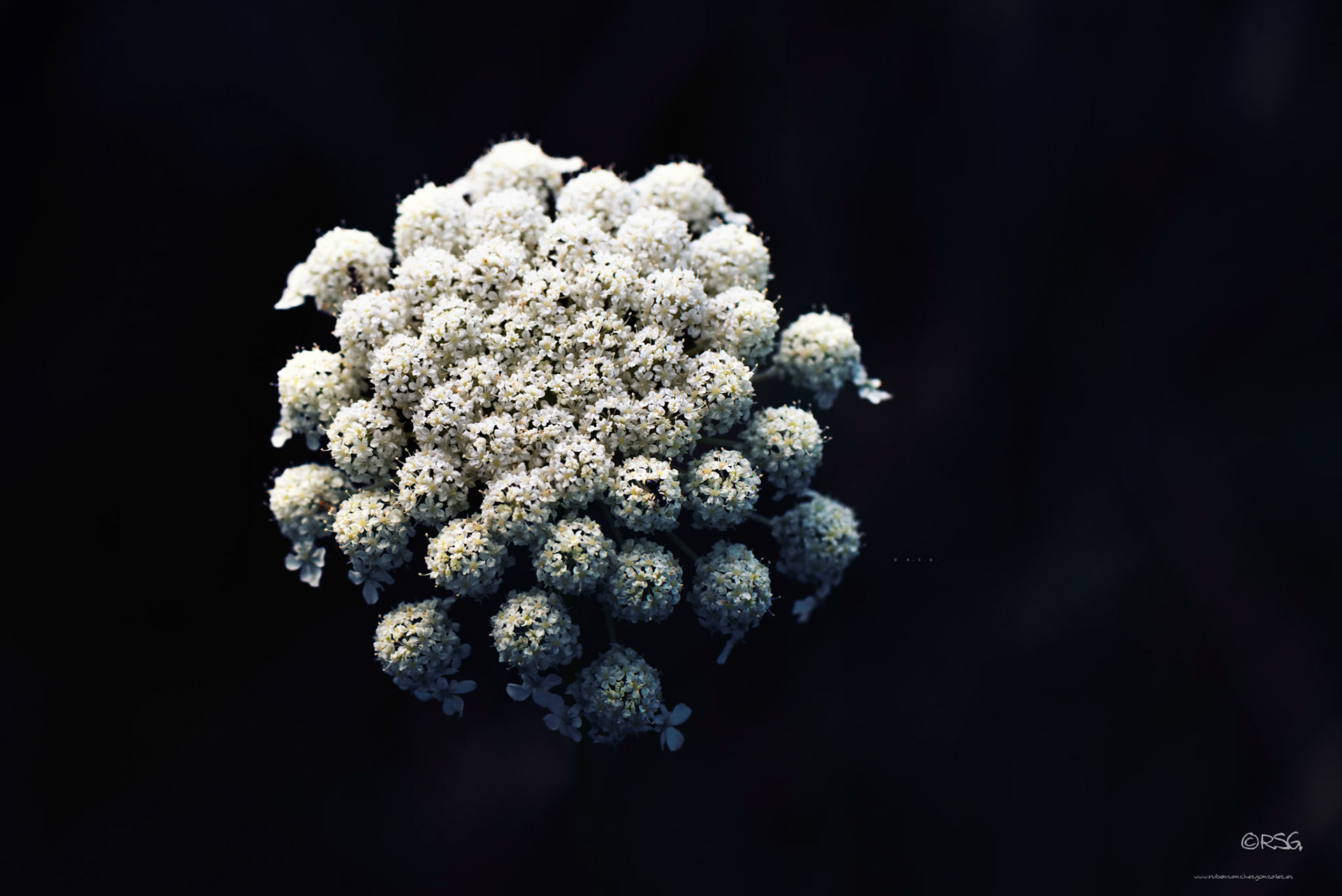 Zanahoria - Daucus carota - Macro