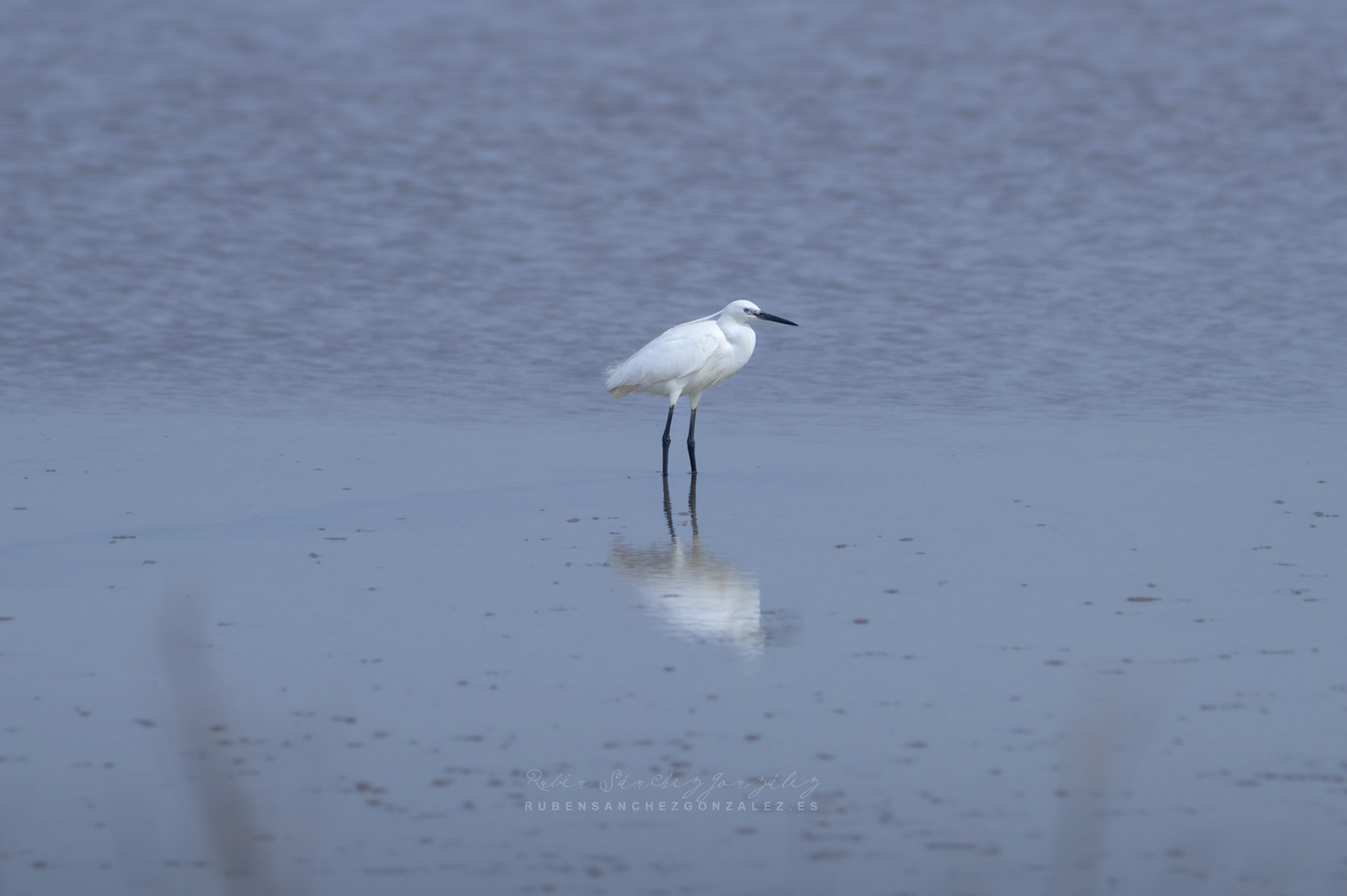 Garceta común o Egretta garzetta - Aves