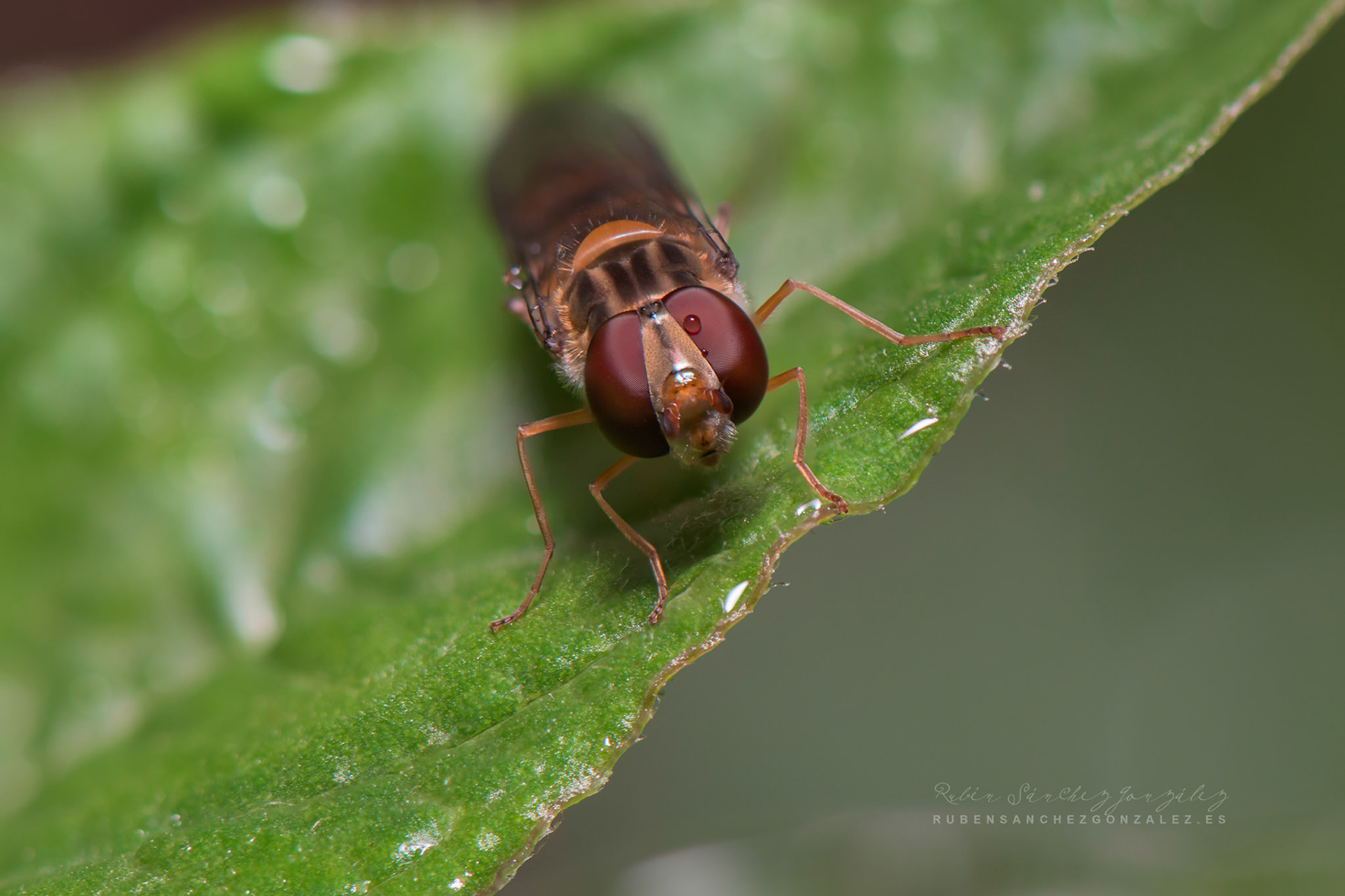 Mosca Cernidora o Episyrphus balteatus - Macro