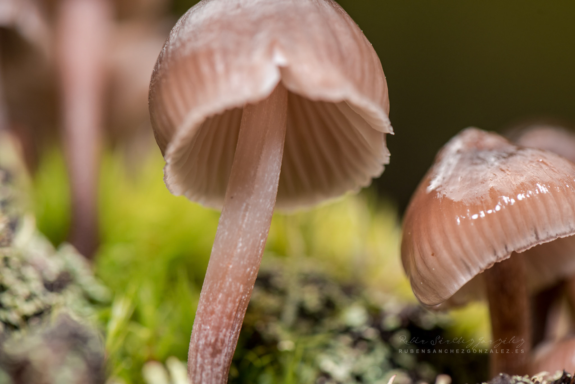 Mycena Purpureofusca - Setas