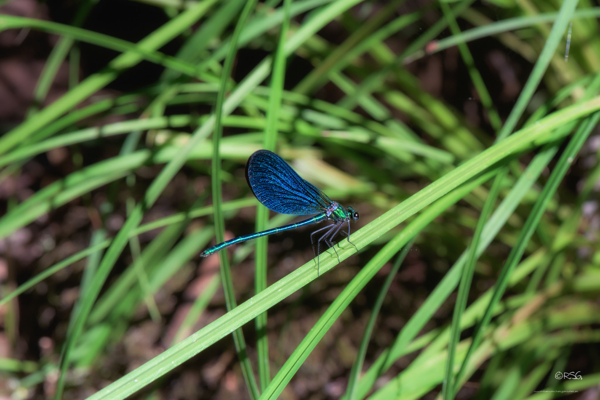 Libélula - Dragonfly - Macro