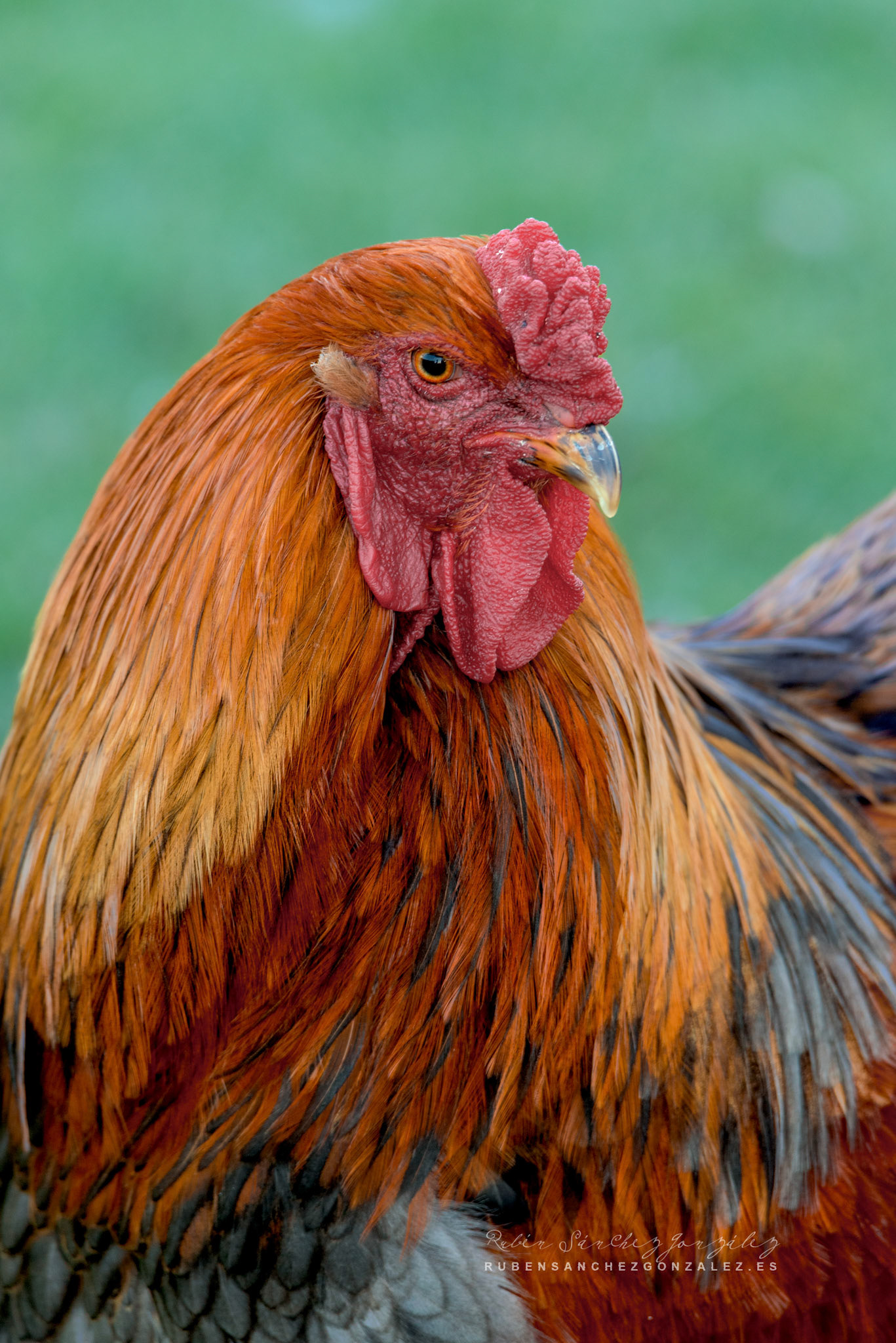 Gallo Brahma o gallo dorado - Aves