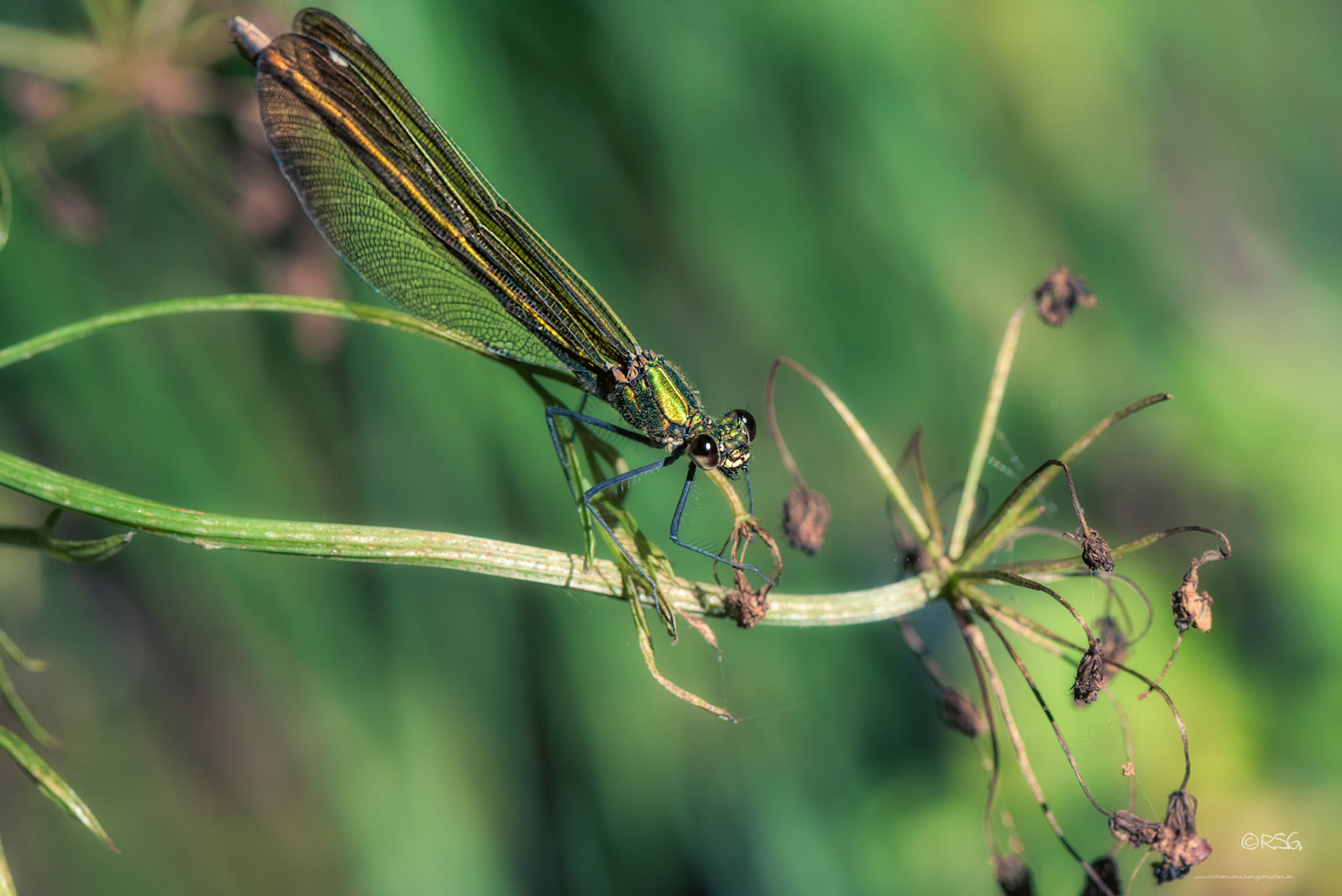 Libélula - Dragonfly - Macro