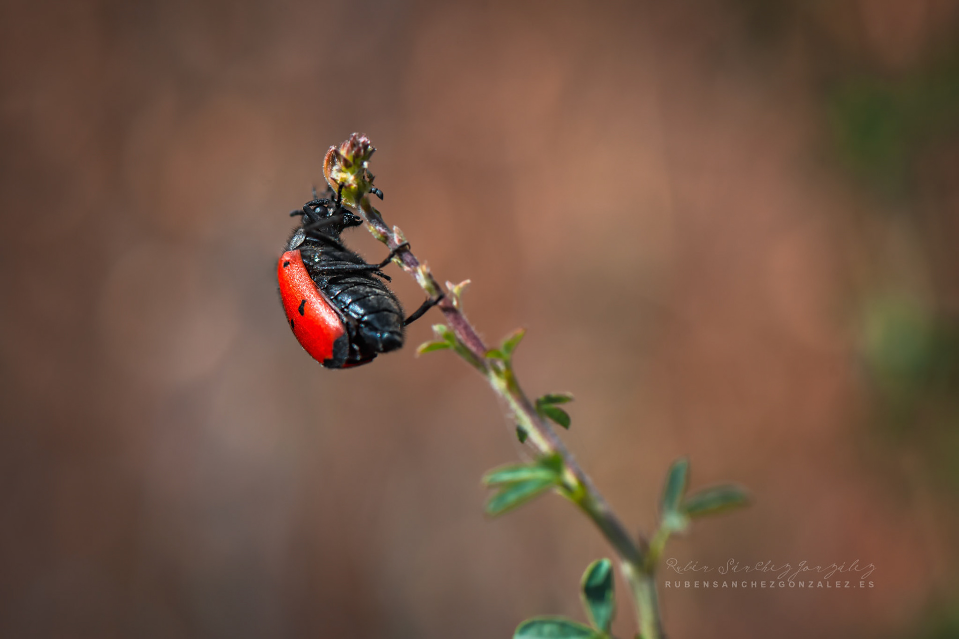 Clytra sexpunctata - Macro