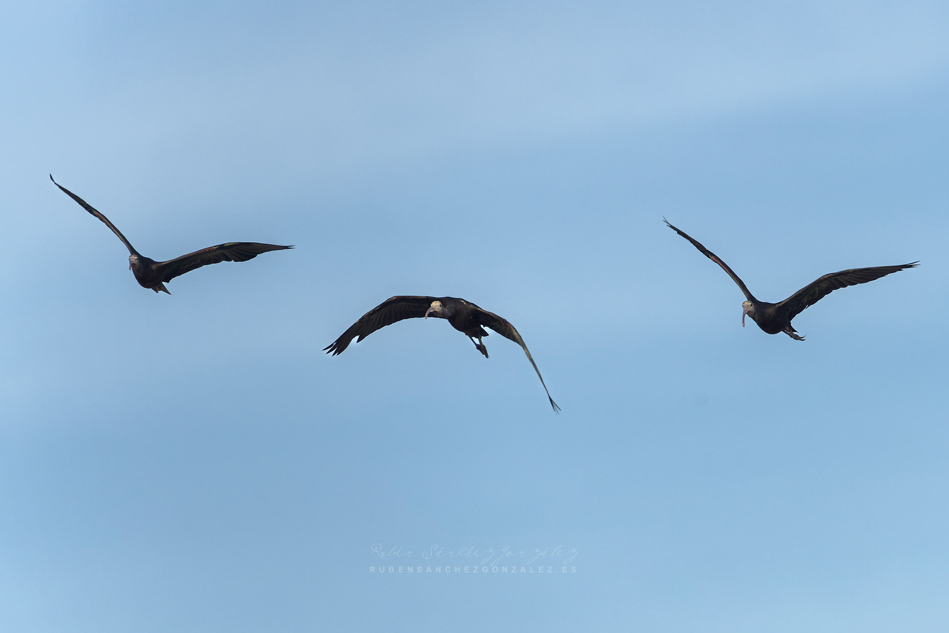 Morito común o Plegadis falcinellus - Aves