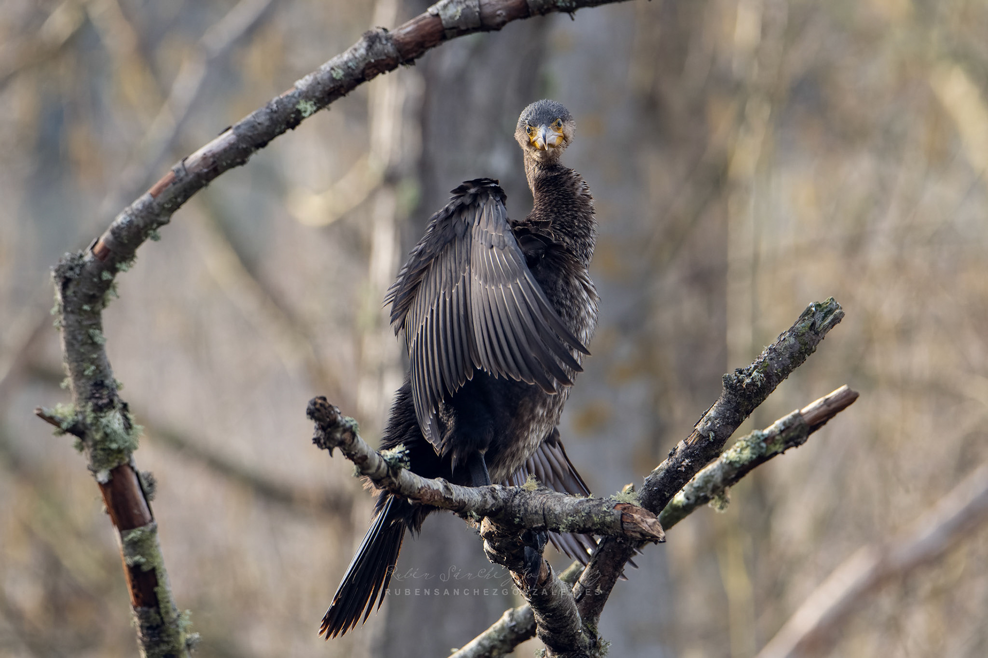 Cormorán o Phalacrocorax carbo - Aves