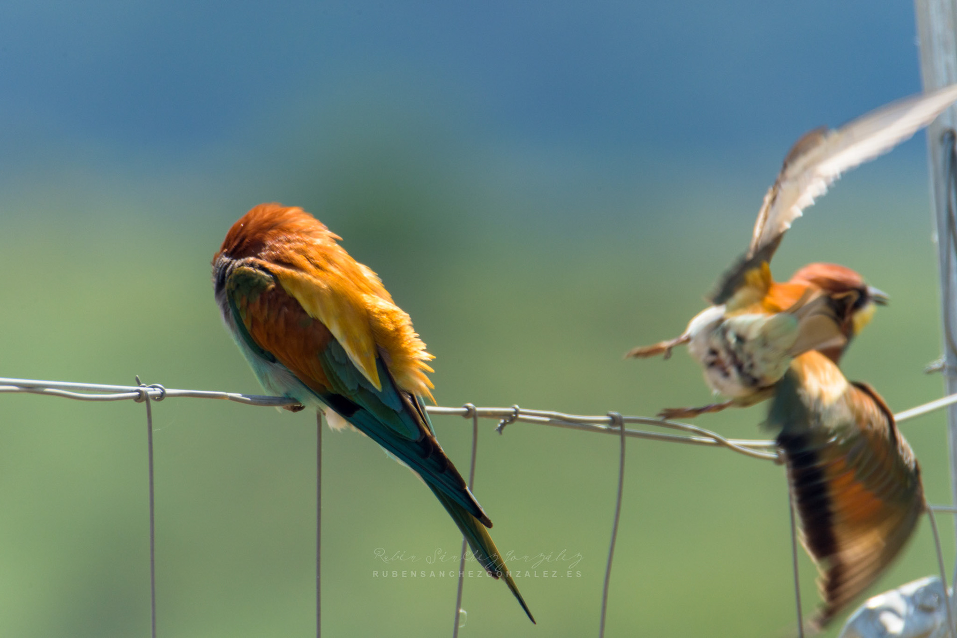 Abejaruco o Merops apiaster - Aves