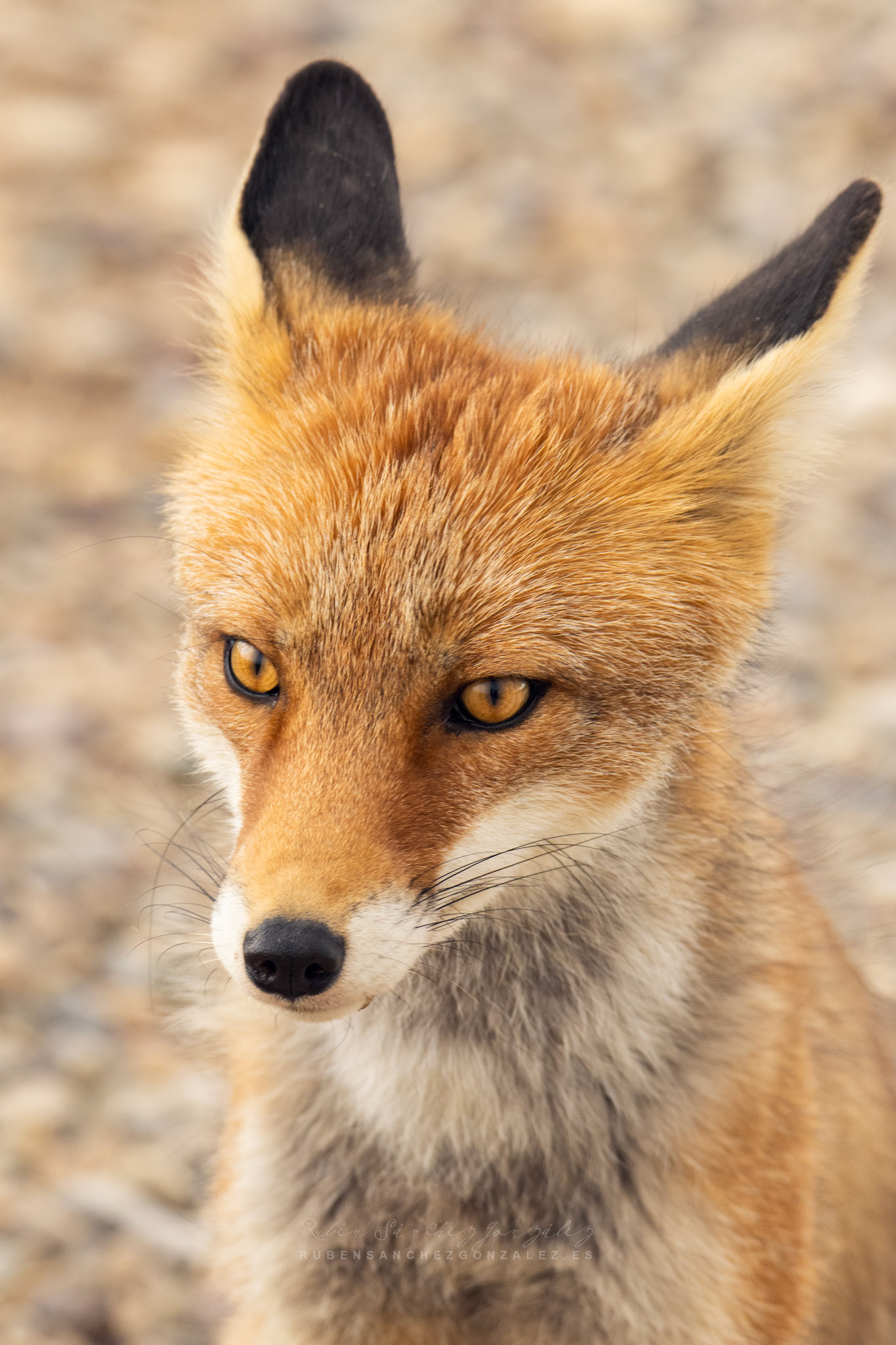 Zorro o Vulpes vulpes - Animáles