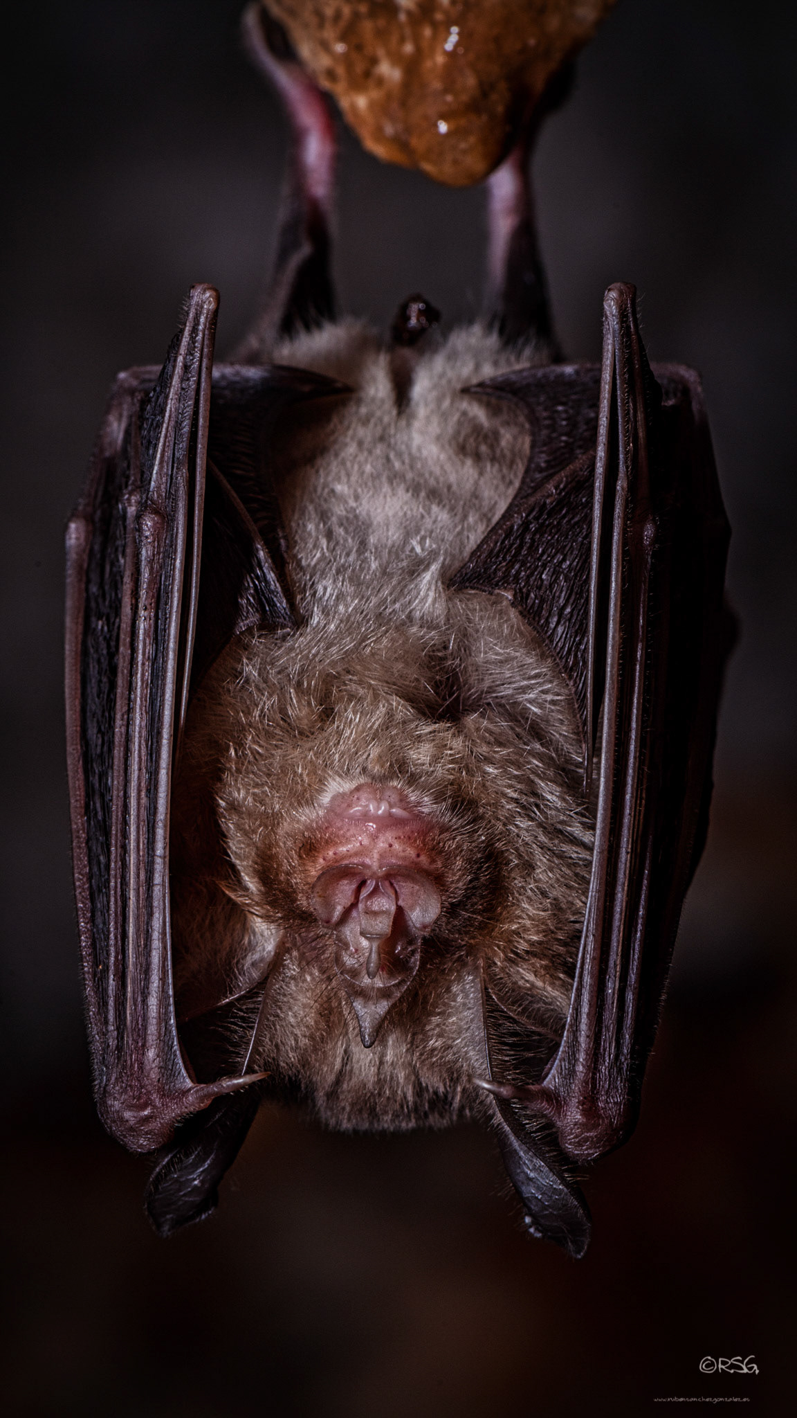 Murcielago - Macro