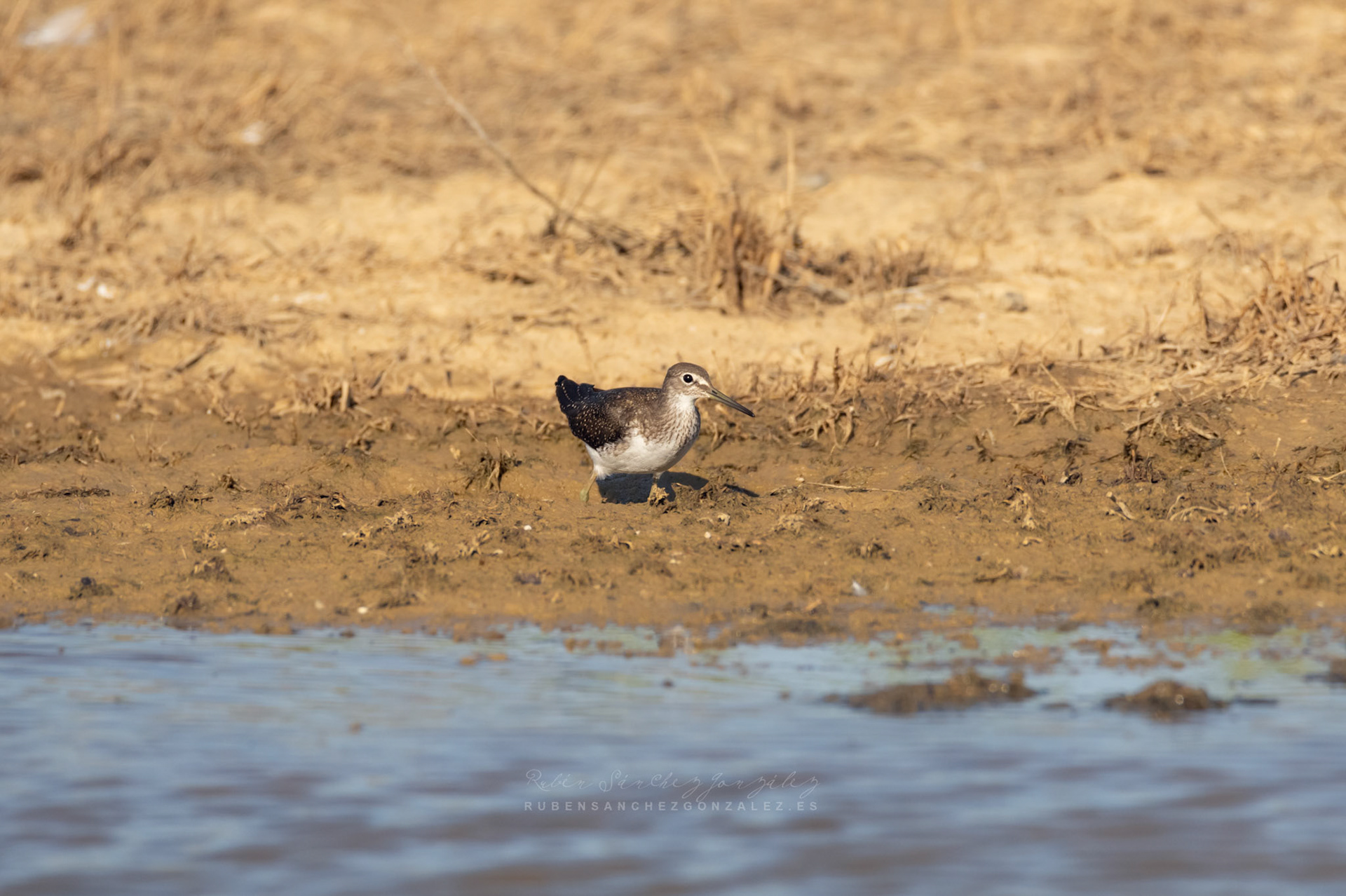 Andarios Chico o Actitis hypoleucos - Aves