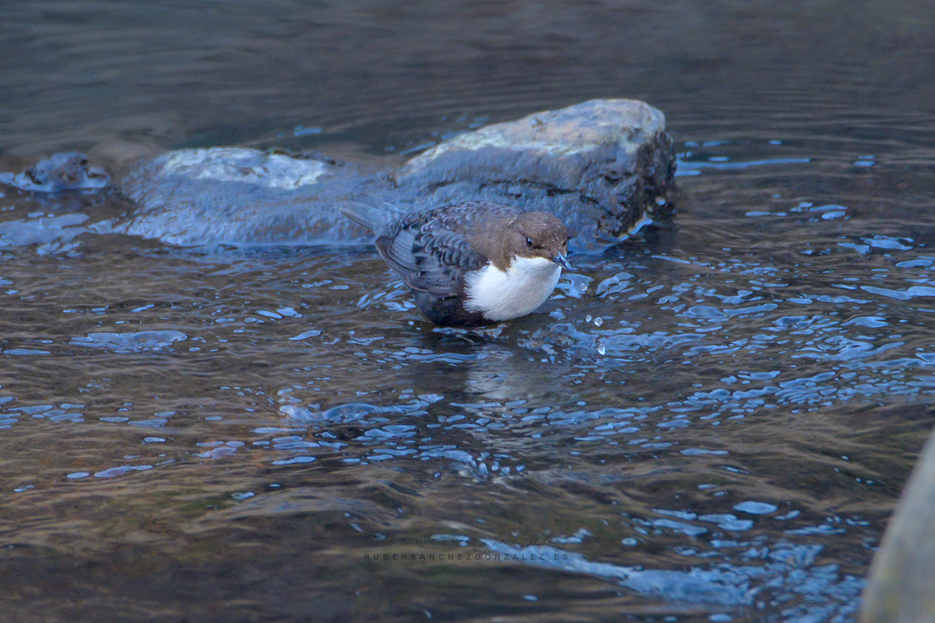 Mirlo acuático - Cinclus cinclus - Aves