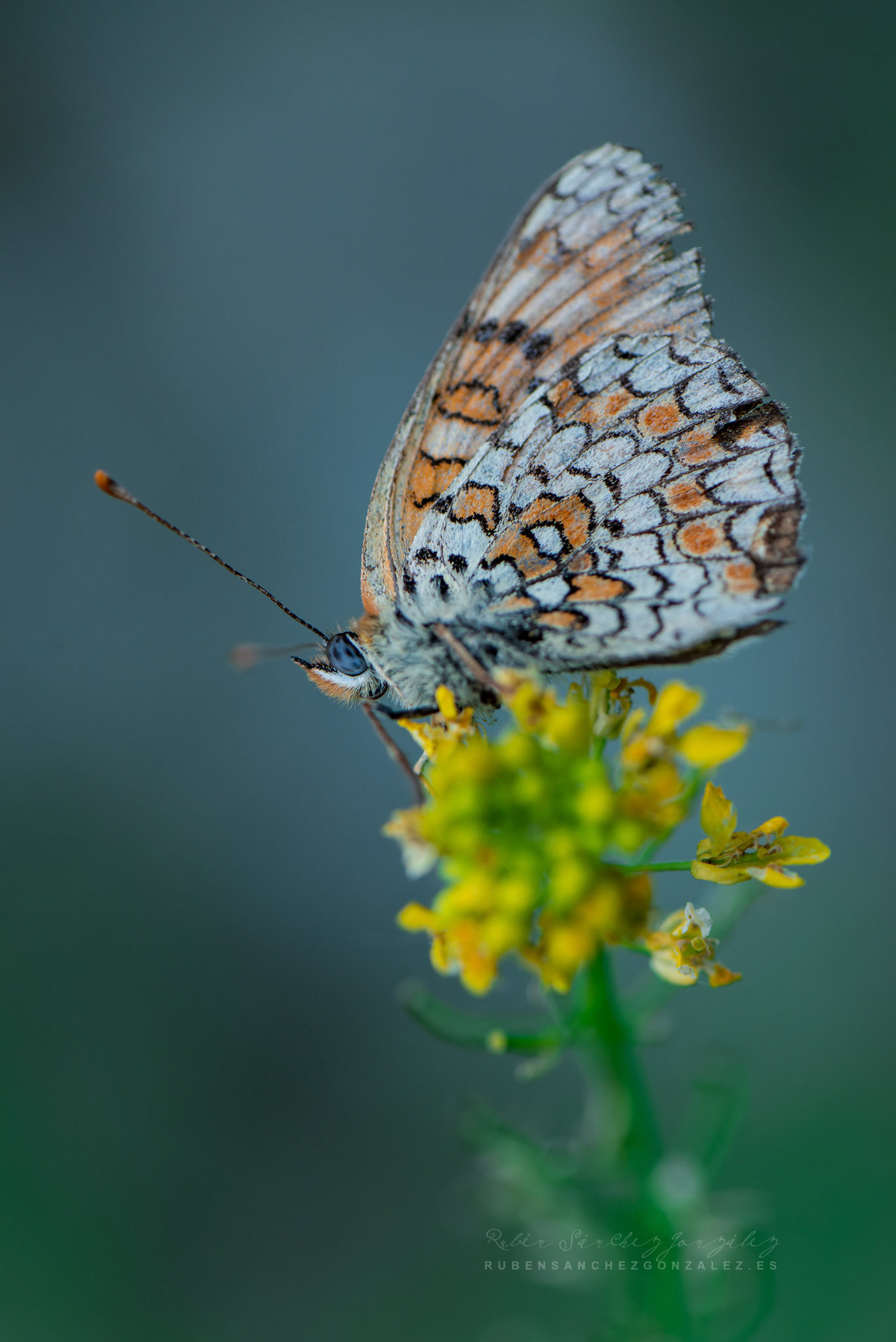 Doncella Mayor o Melitaea phoebe - Macro