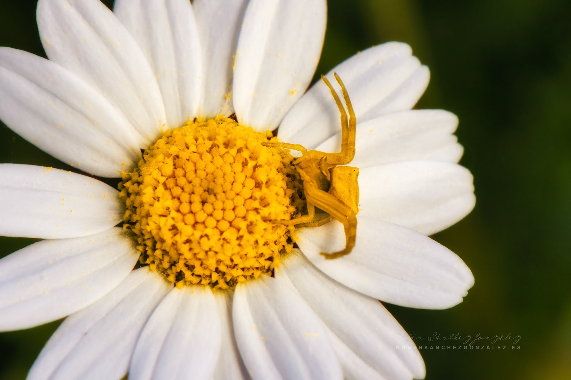 Araña Cangrejo (Thomisus Onustus) - Macro
