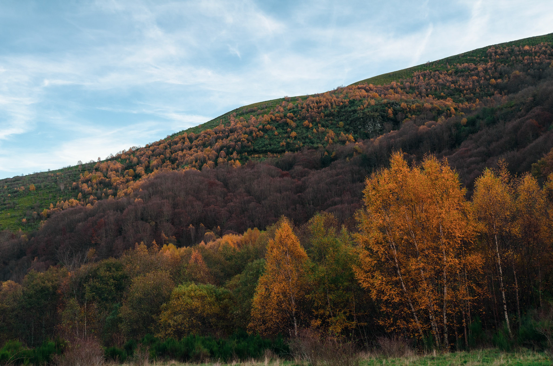 Hayedo de Busmayor - Paisaje