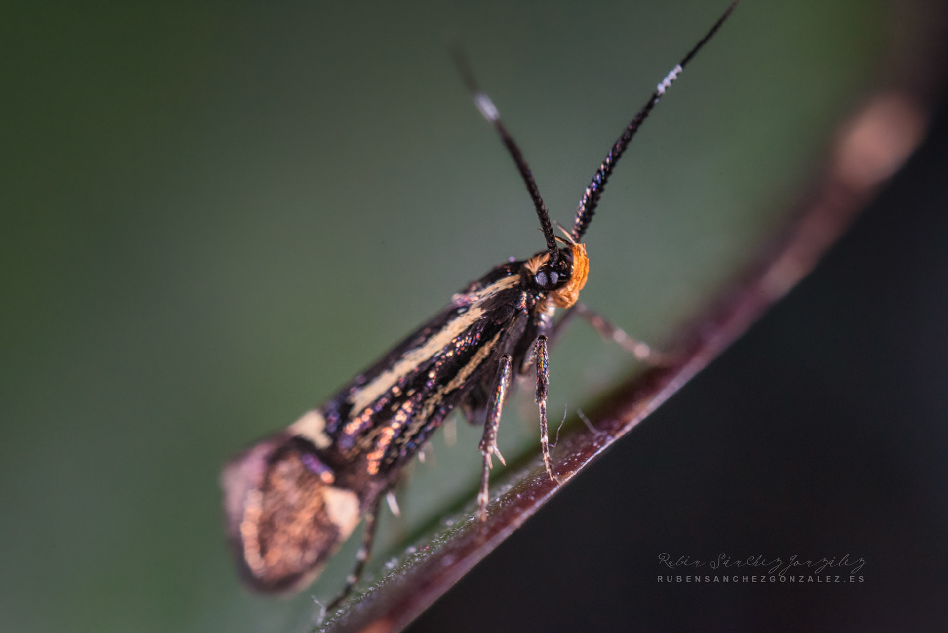 Esperia sulphurella - Polilla - Macro