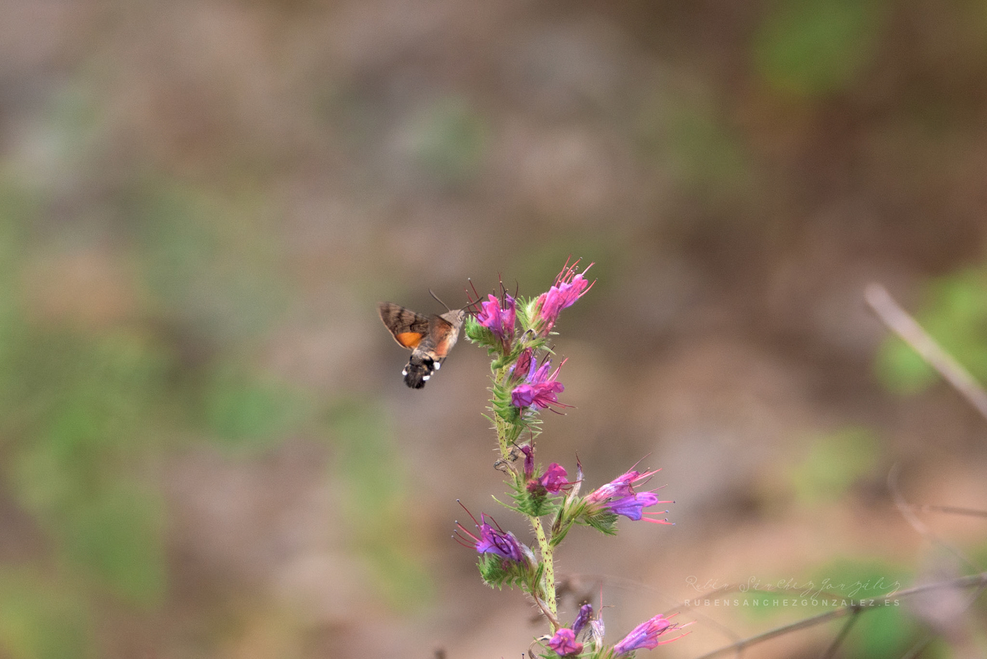 Esfinge Colibrí o Macroglossum Stellatarum - Macro