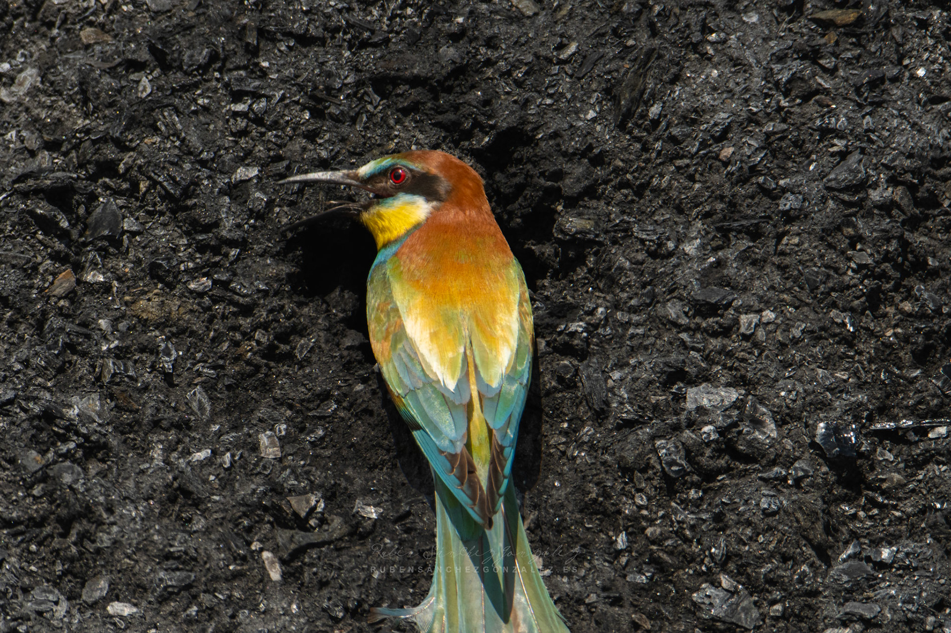 Abejaruco o Merops apiaster - Aves