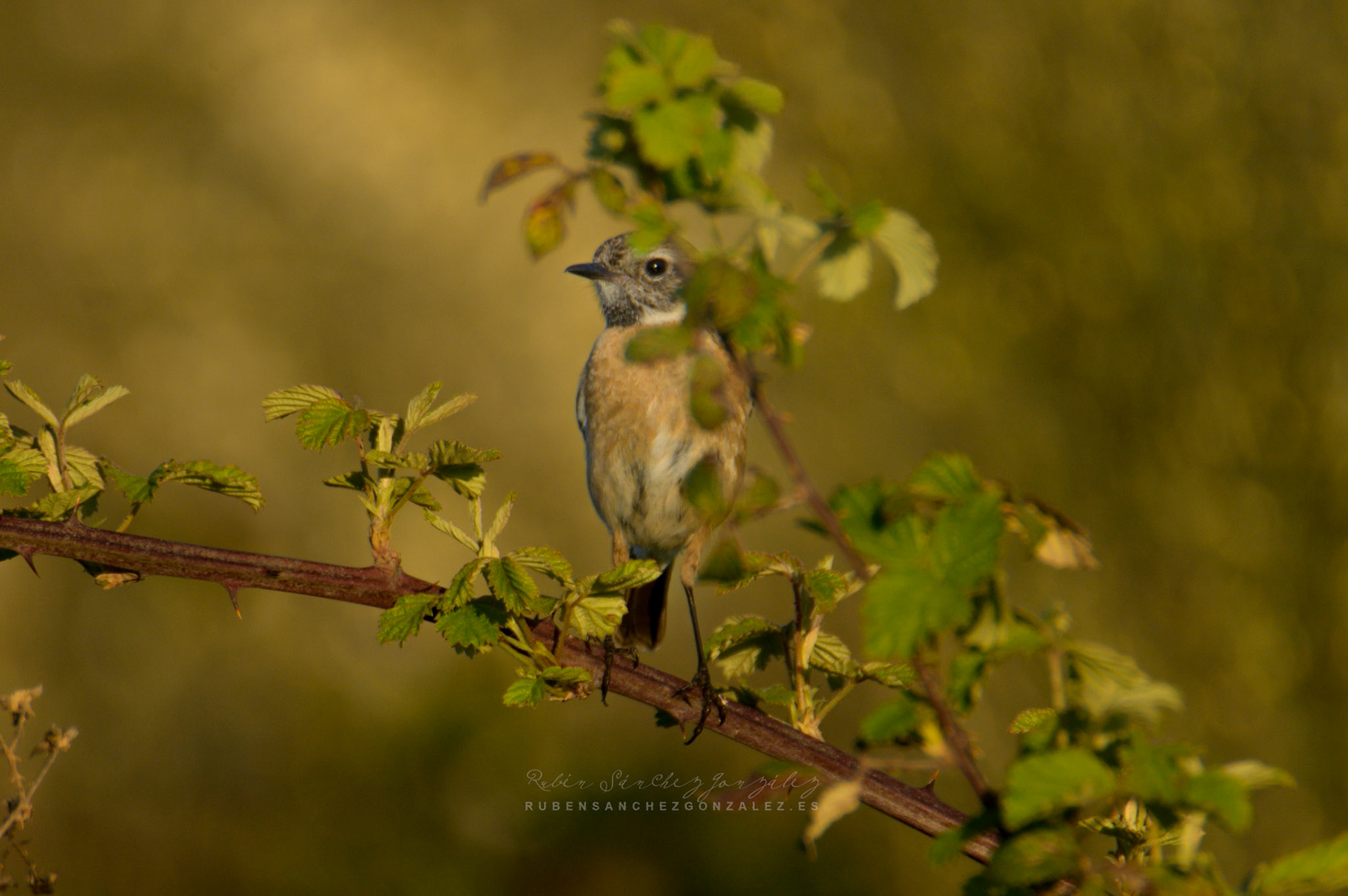 Tarabilla común o Saxicola rubicola hembra - Aves
