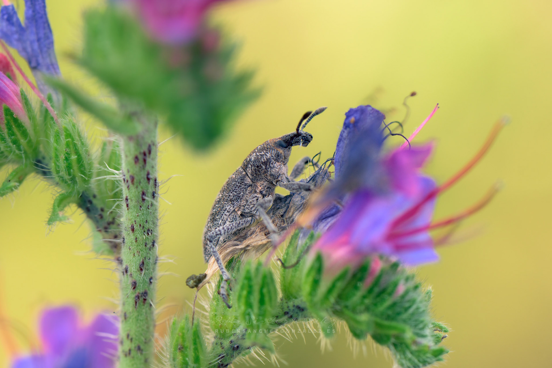 Escarabajo o Larinus carlinae - Macro