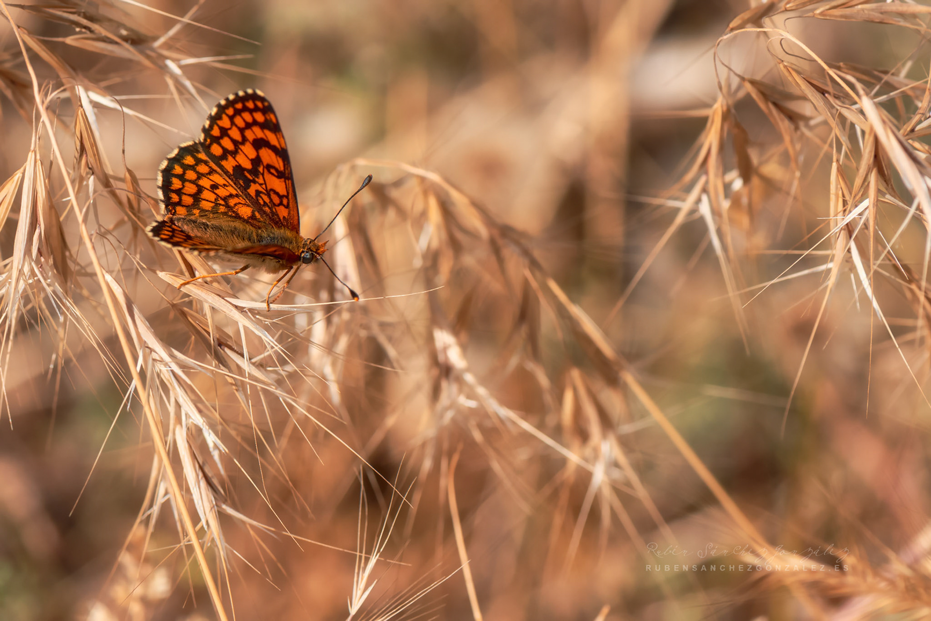 Melitaea nevadensis - Macro