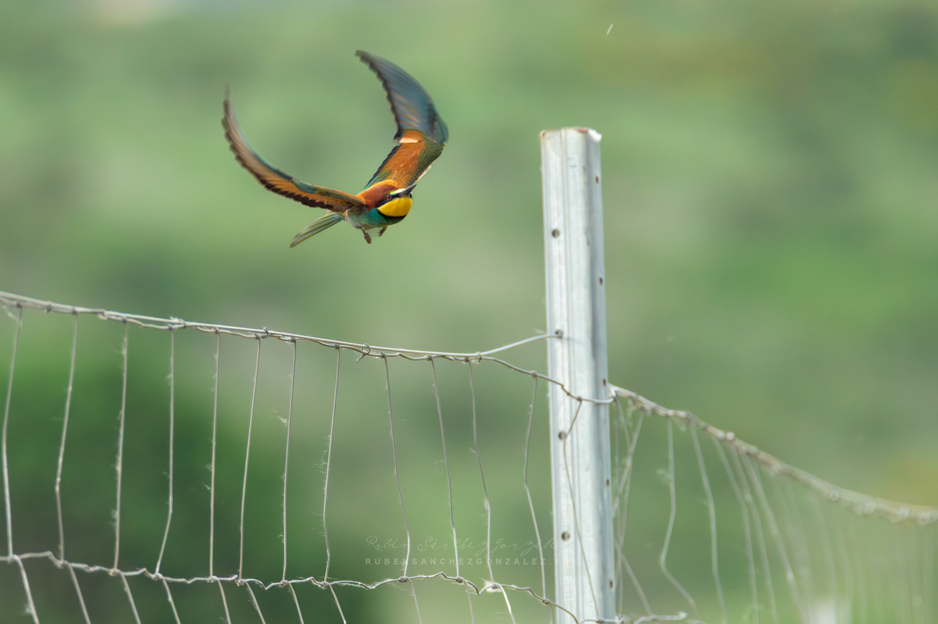 Abejaruco o Merops apiaster - Aves