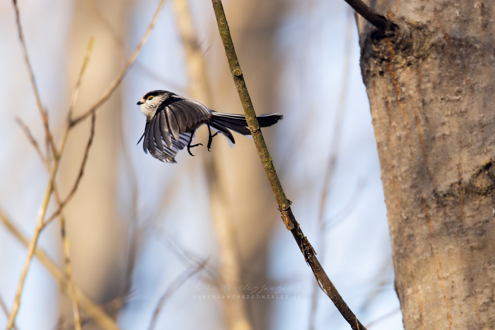 Mito común o Aegithalos caudatus - Aves