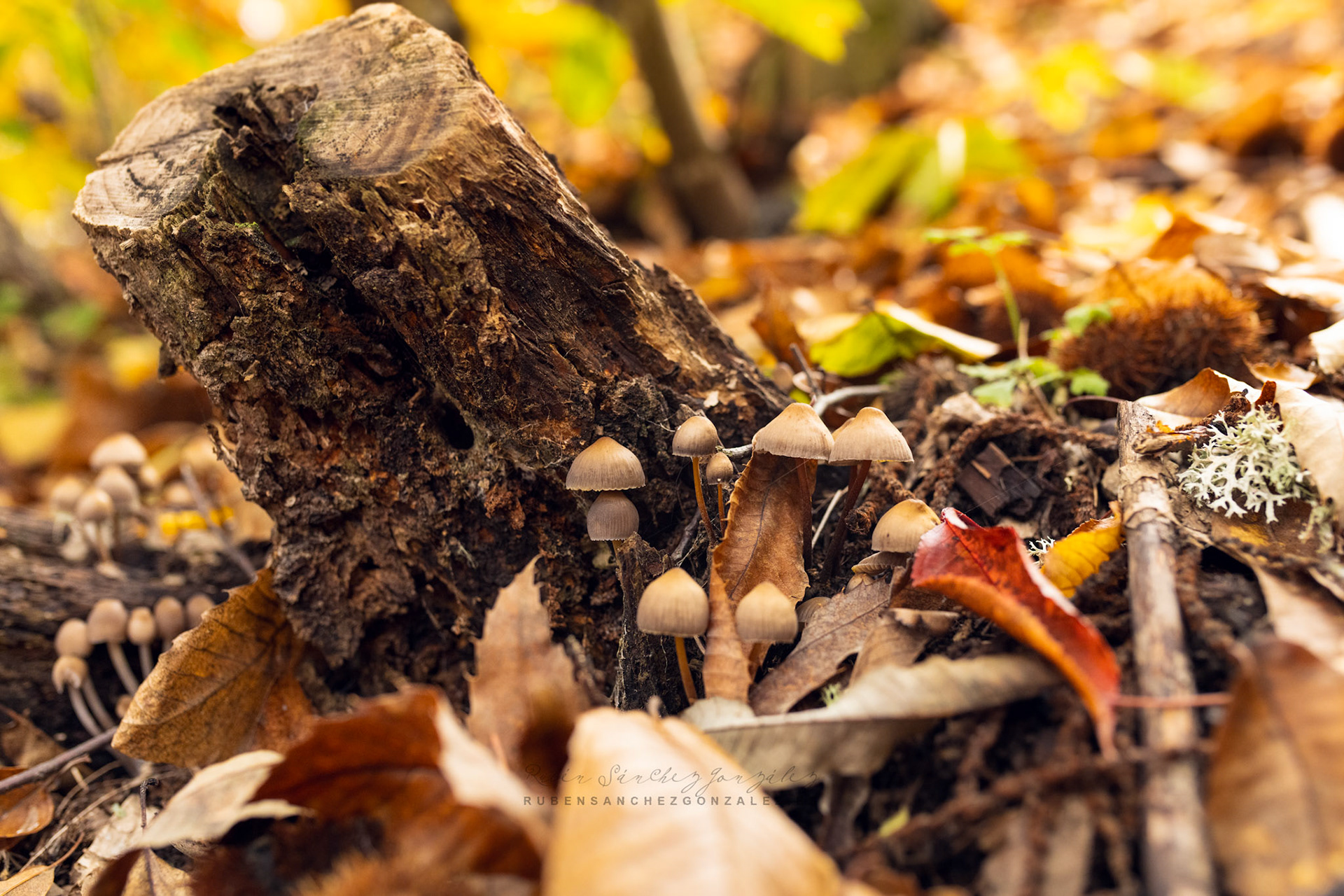 Setas entre Castaños - Setas and Mushrooms