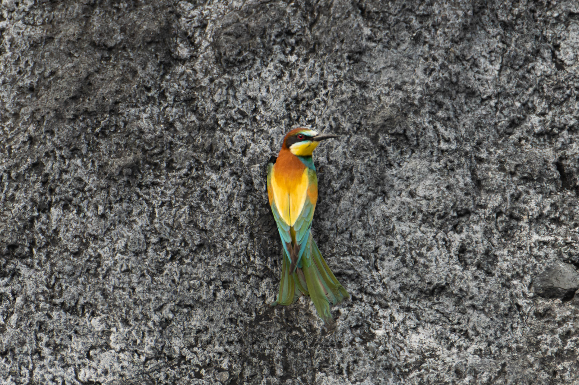 Abejaruco o Merops apiaster - Aves