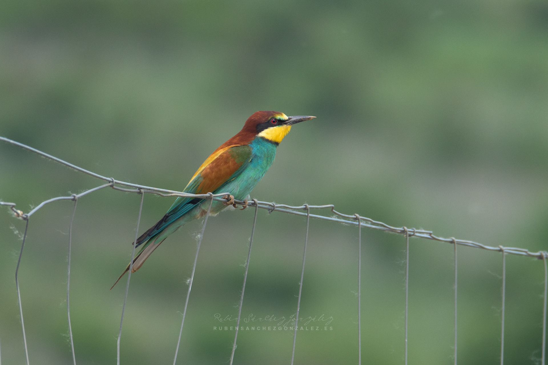 Abejaruco o Merops apiaster - Aves