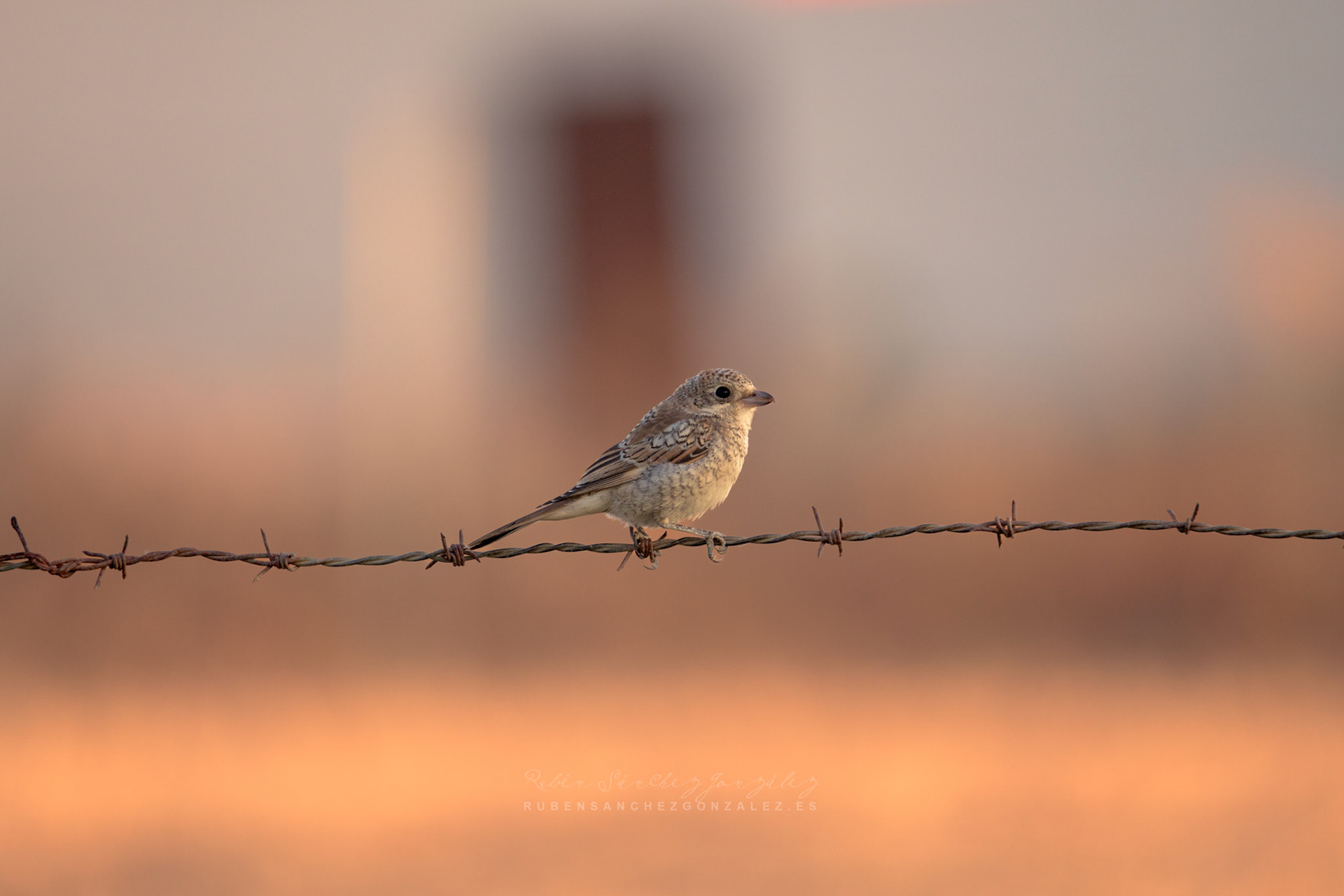 Alcaudón común o Lanius senator - Aves
