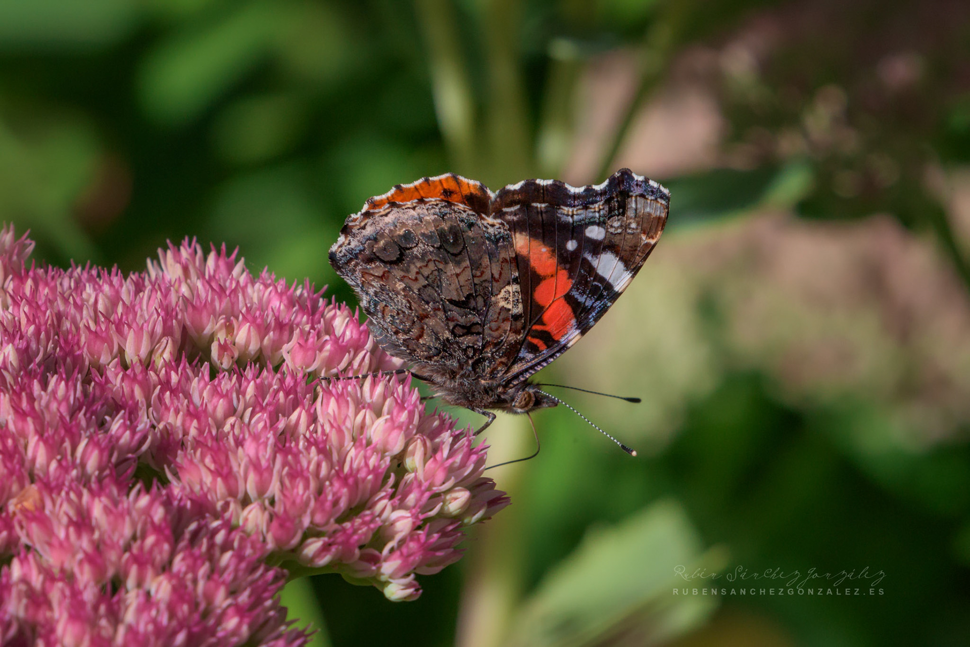 Mariposa o Vanessa atalanta - Macro