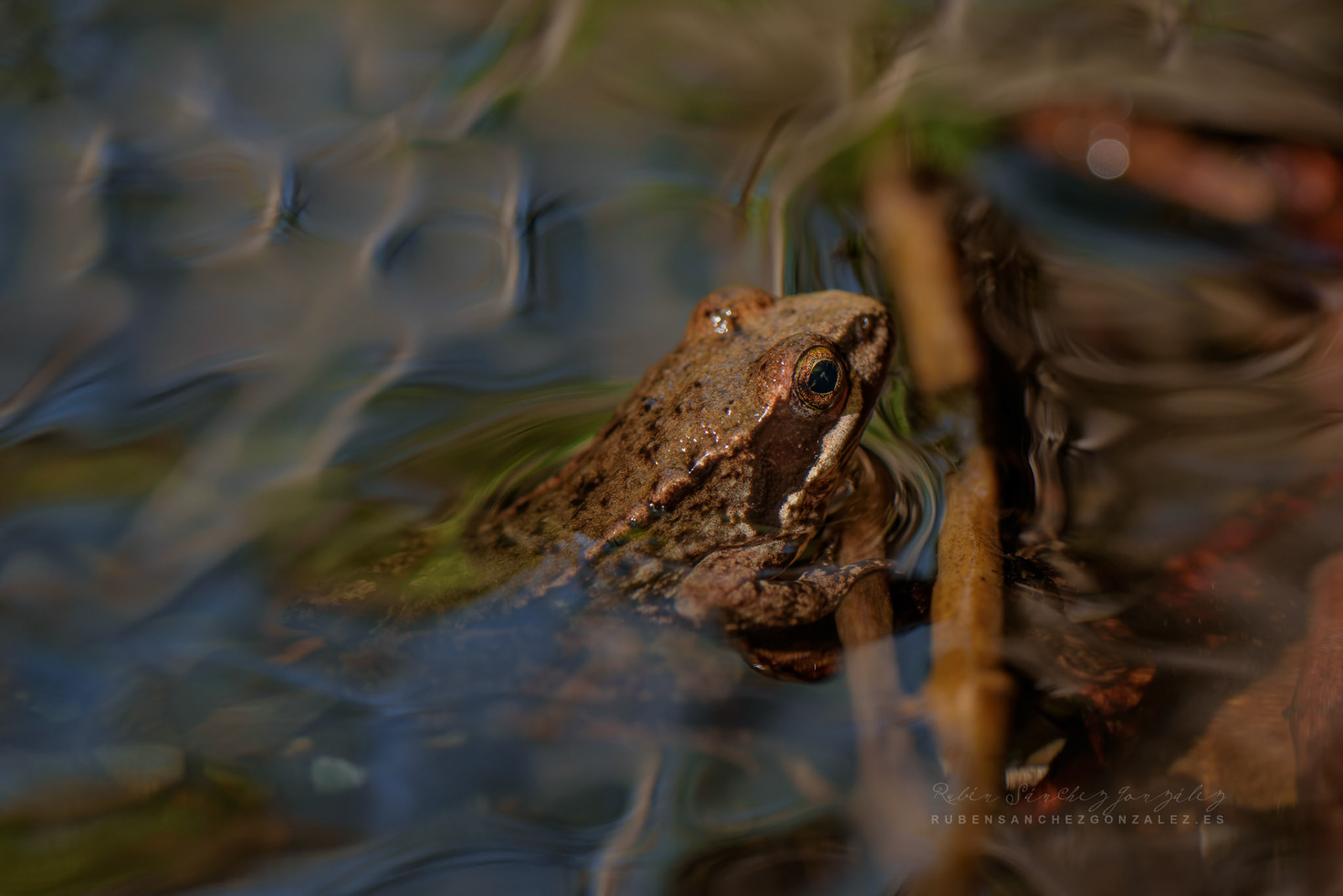 Rana cascadae - Anfibio