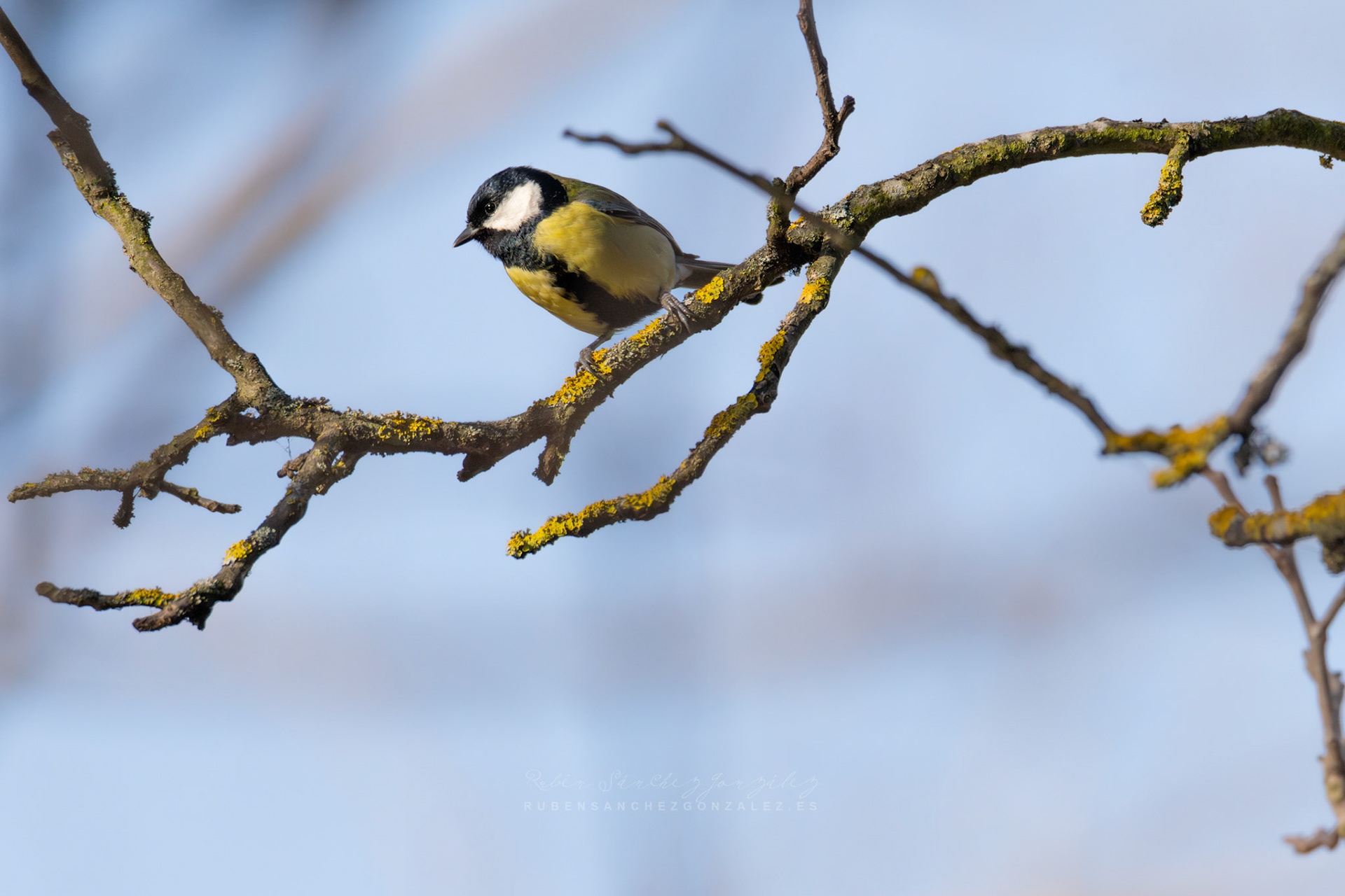 Carbonero común o Parus major - Aves