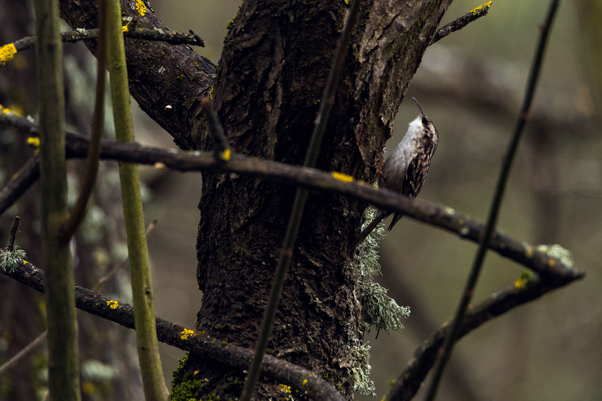 Agateador común o Certhia brachydactyla - Aves