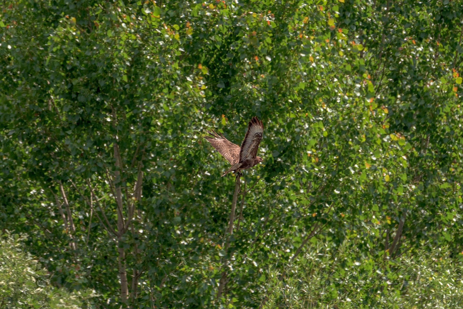 Bustardo ratonero o Buteo buteo - Aves